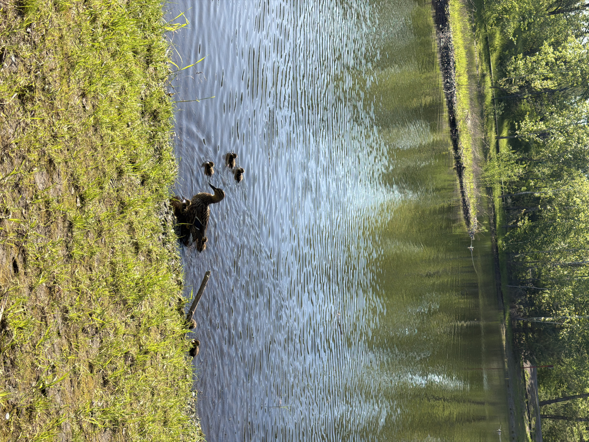 Duck family spotted at Krasnoyarsk pond during morning hours
