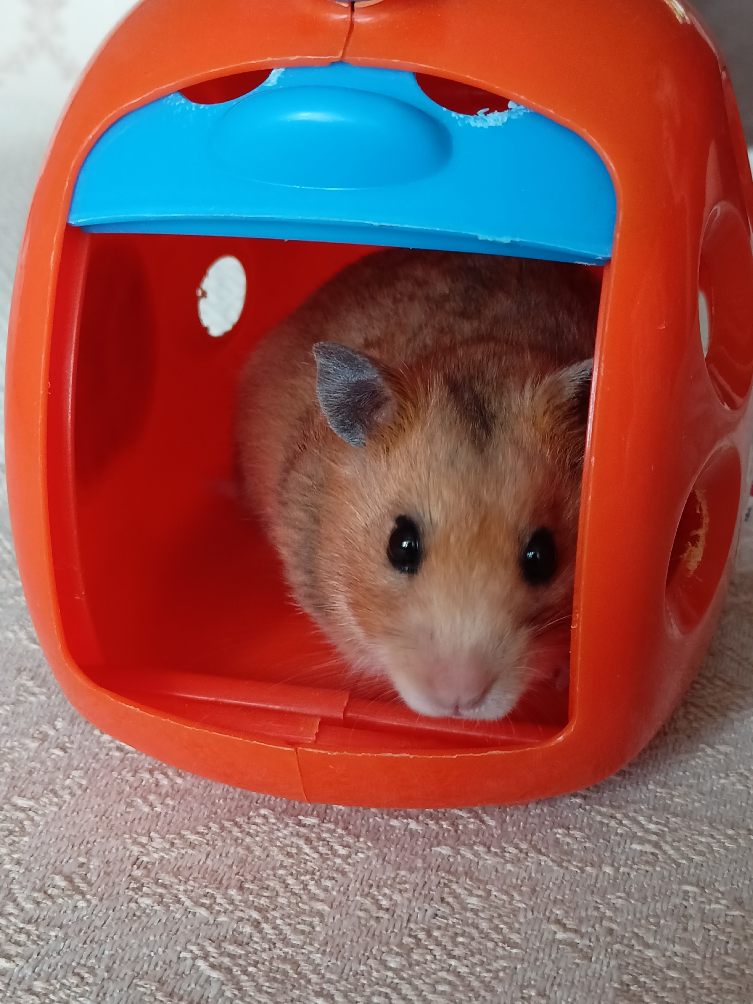 Pets, coffee, and collectibles on a quiet morning at home