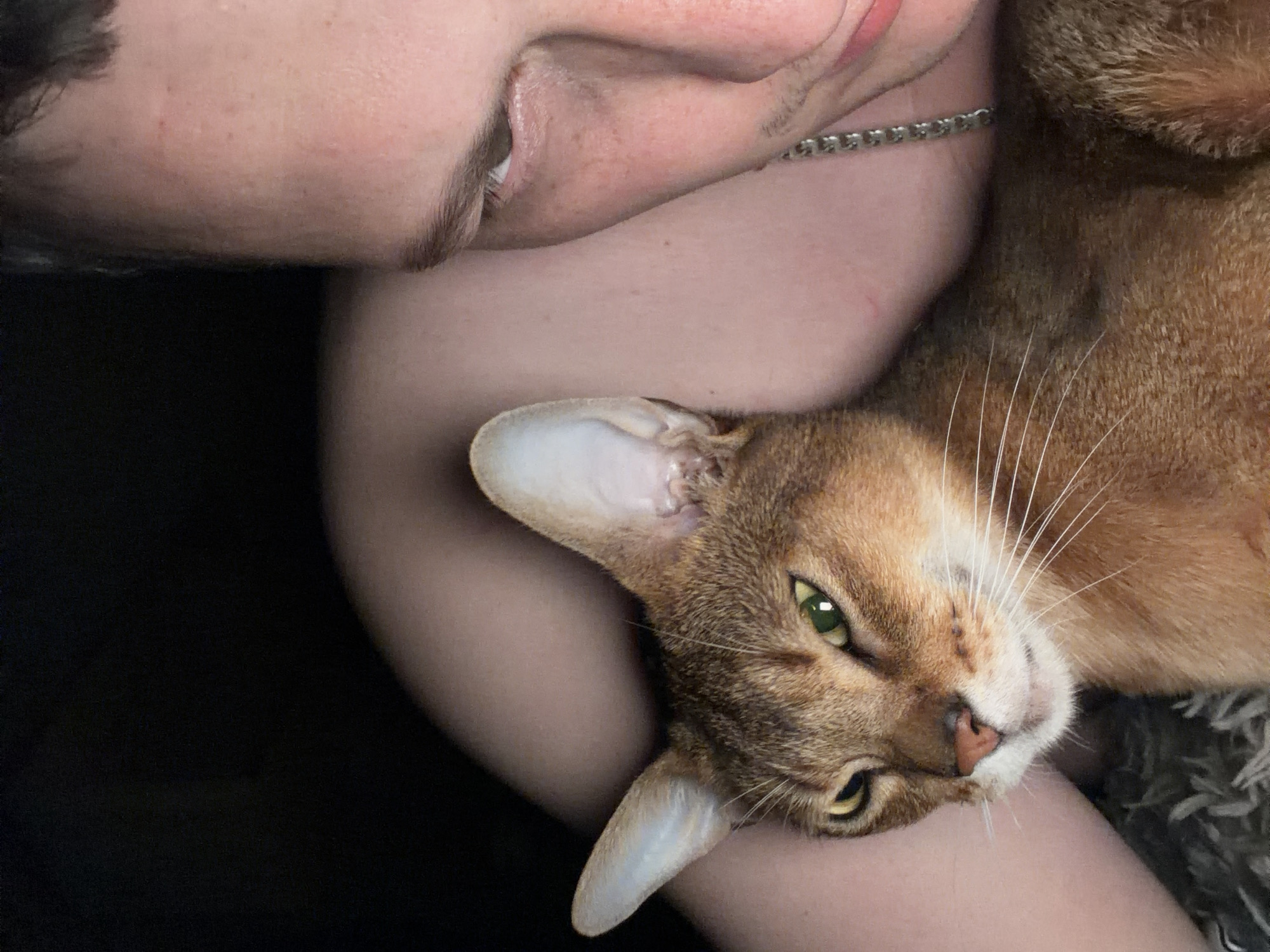 Cat owners share tender moments in Chaikovsky, Russia