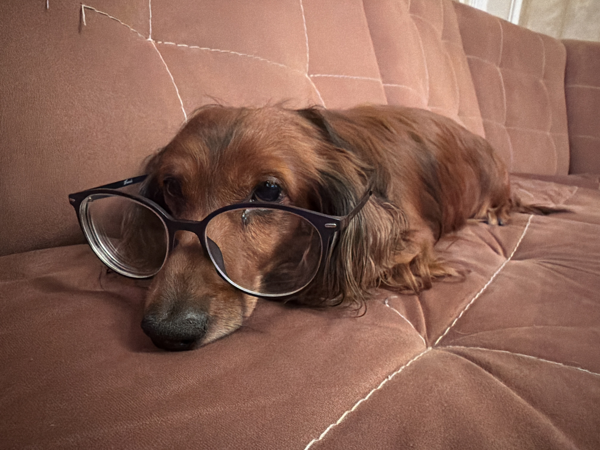 Dachshund wearing glasses spotted resting on couch in Krasnoyarsk