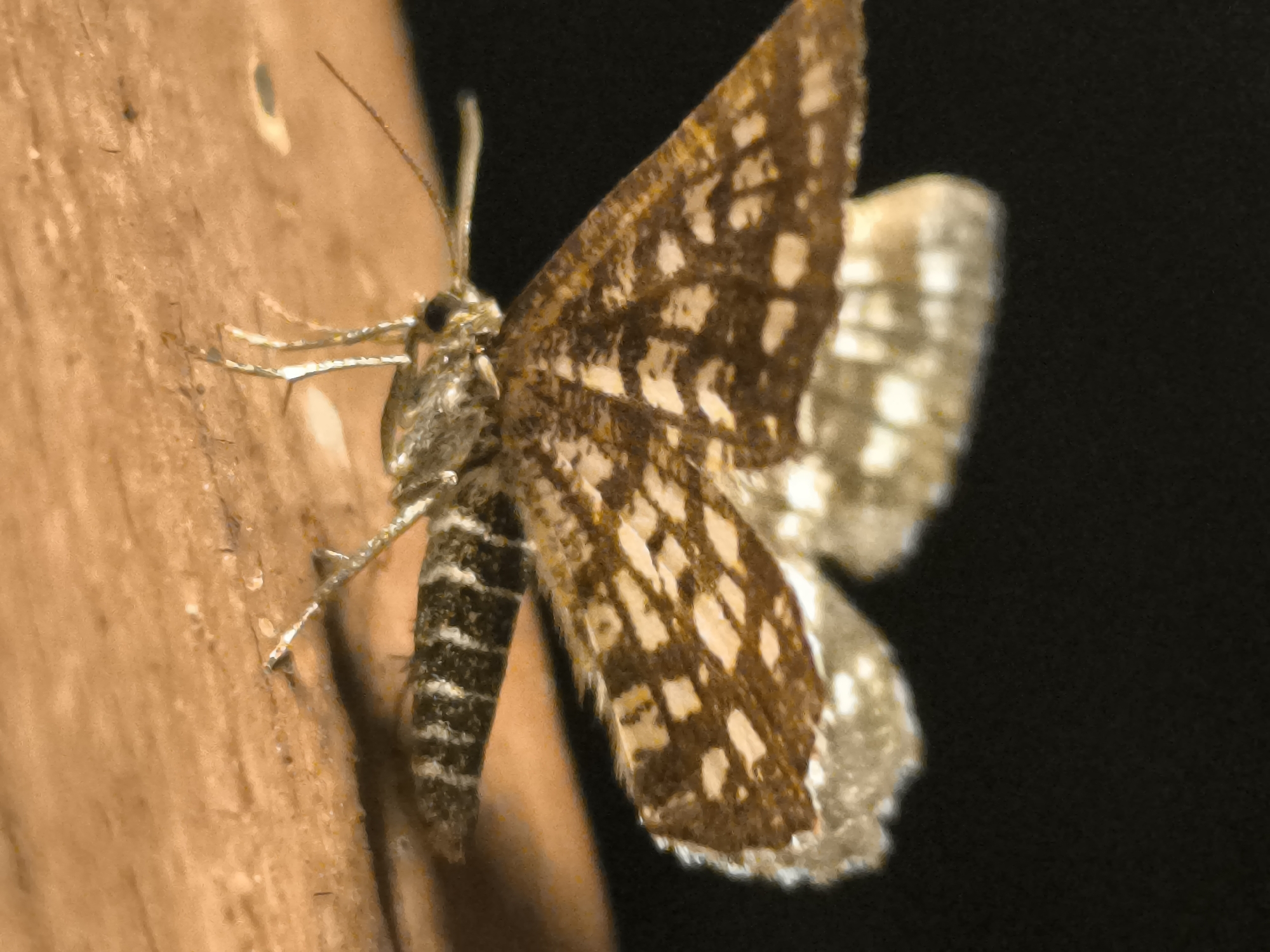 Macro insects and a moonlit river, one summer evening