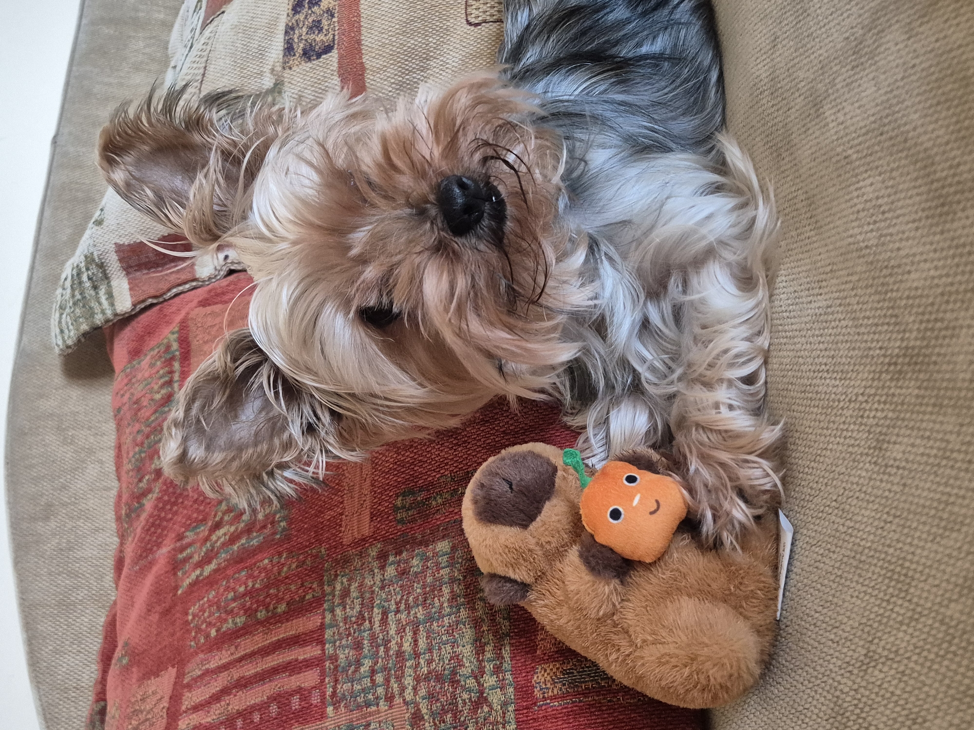 Yorkshire Terrier plays with toys on couch in Bulgaria