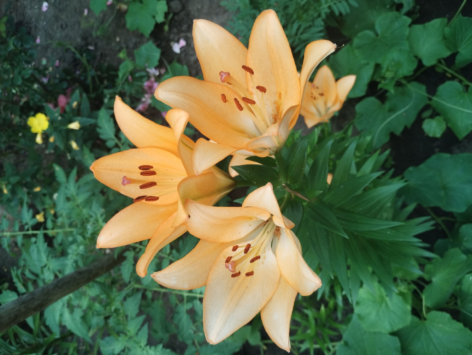 Summer flowers blooming across a Sumy garden