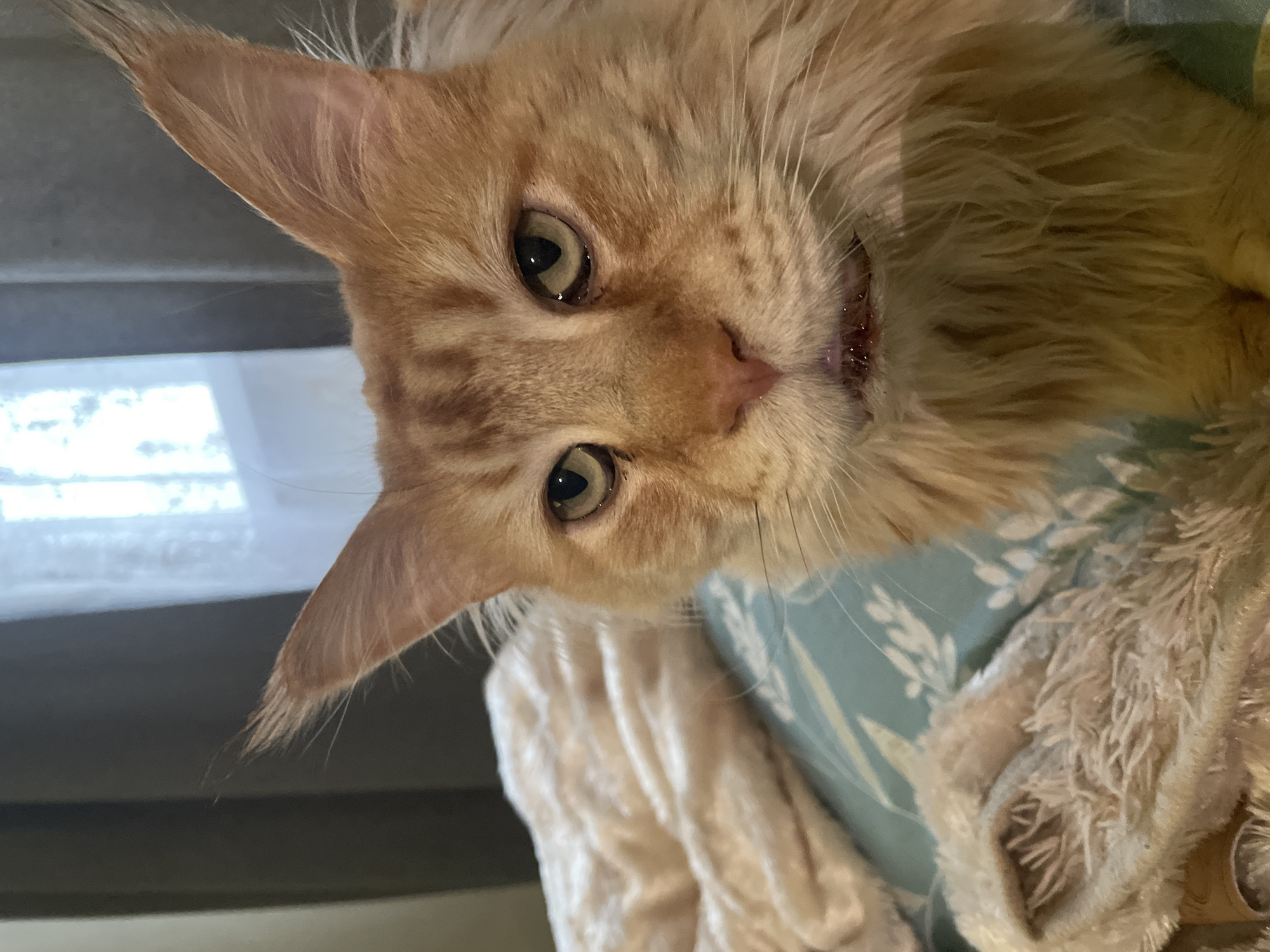 Ginger Maine Coon cat photographed in Rozsoshentsi, Ukraine