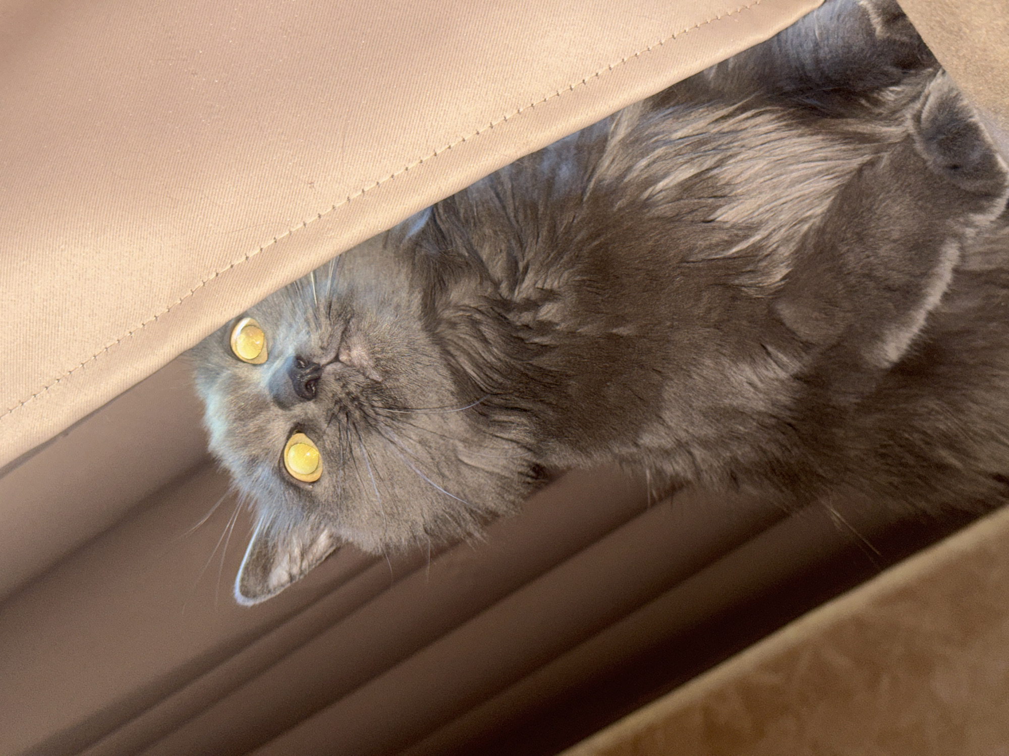 Gray Maine Coon cat at home in Nizhny Novgorod