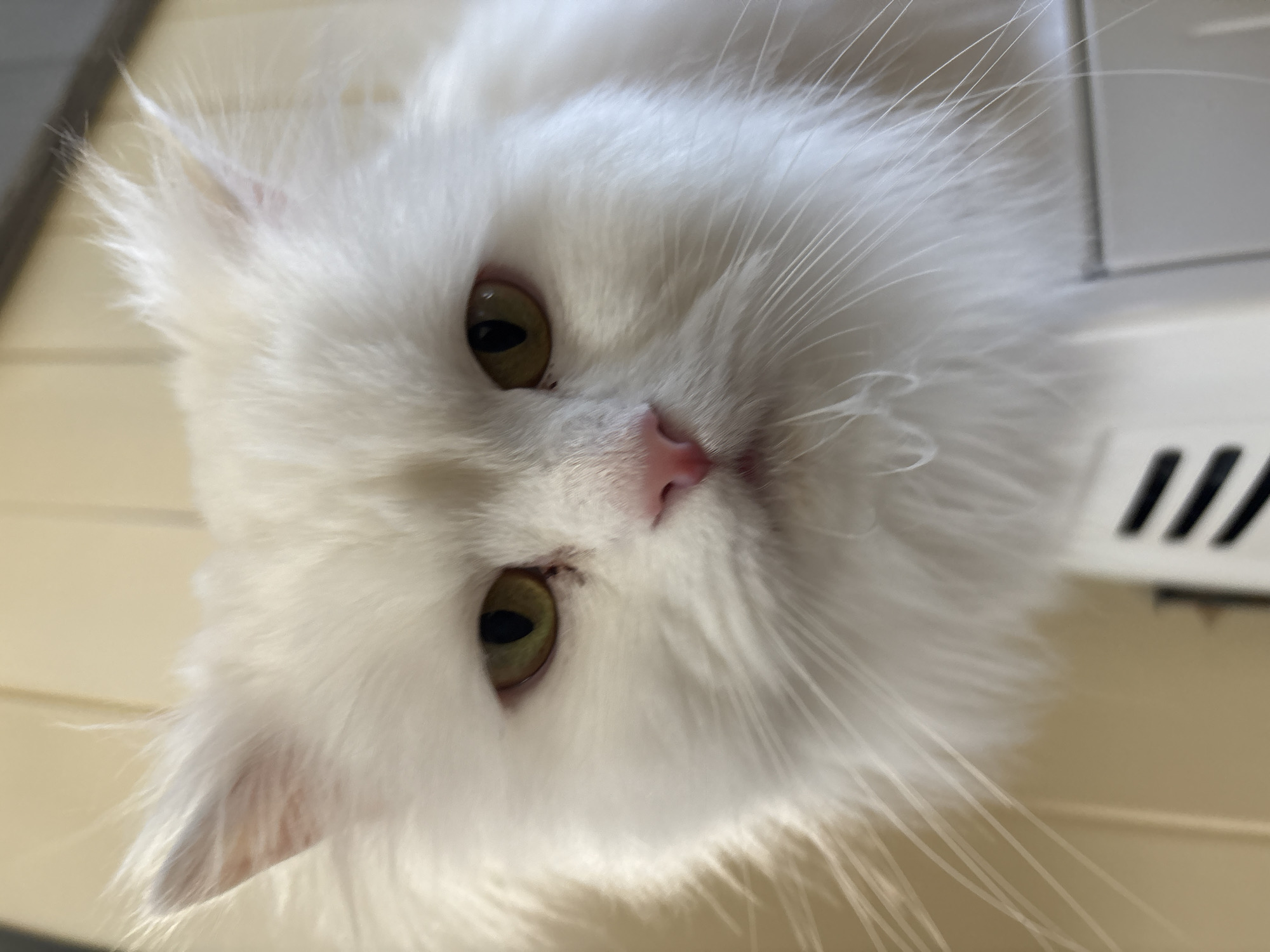 White Persian cat photographed in East Hertfordshire