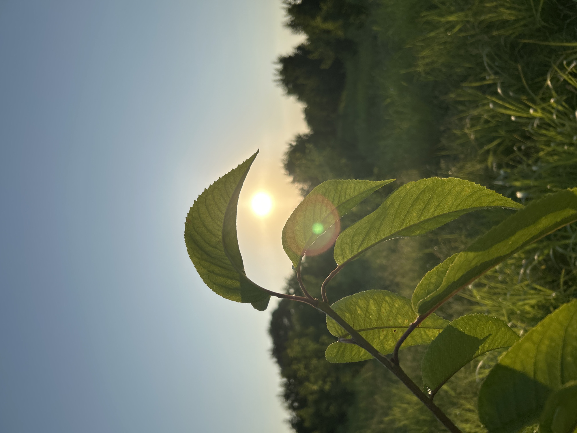 Golden hour through grass and leaves in rural Azerbaijan