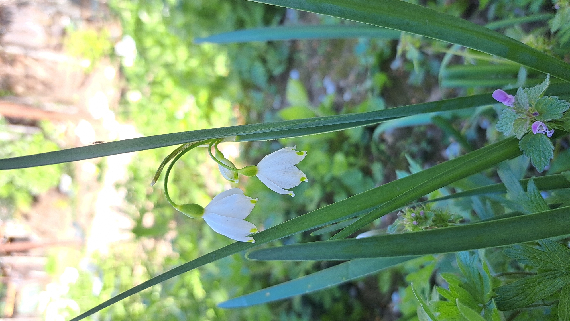Spring garden blooms documented in Sevlievo, Bulgaria