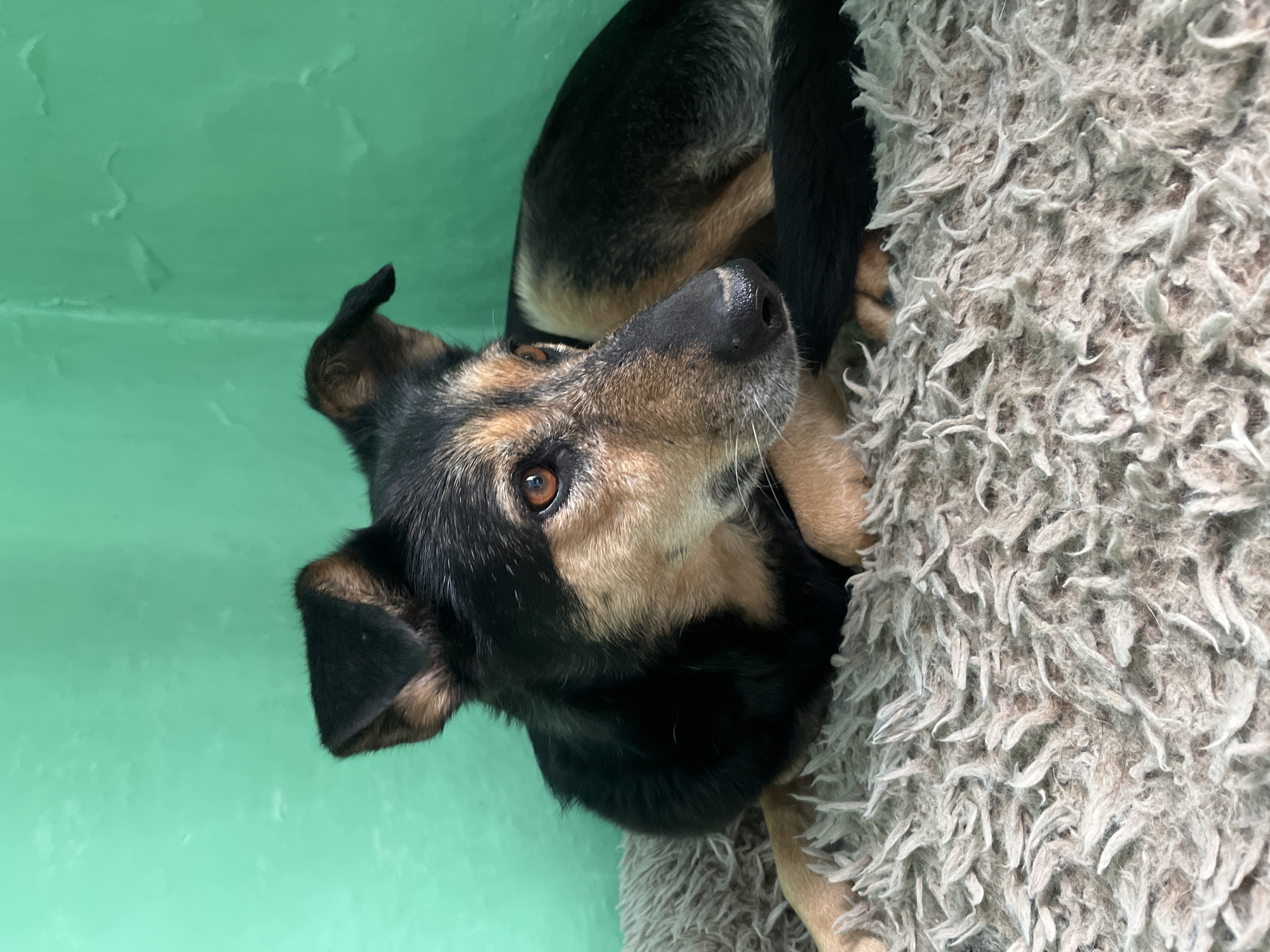 Pets relaxing at home in Nizhny Tagil residence