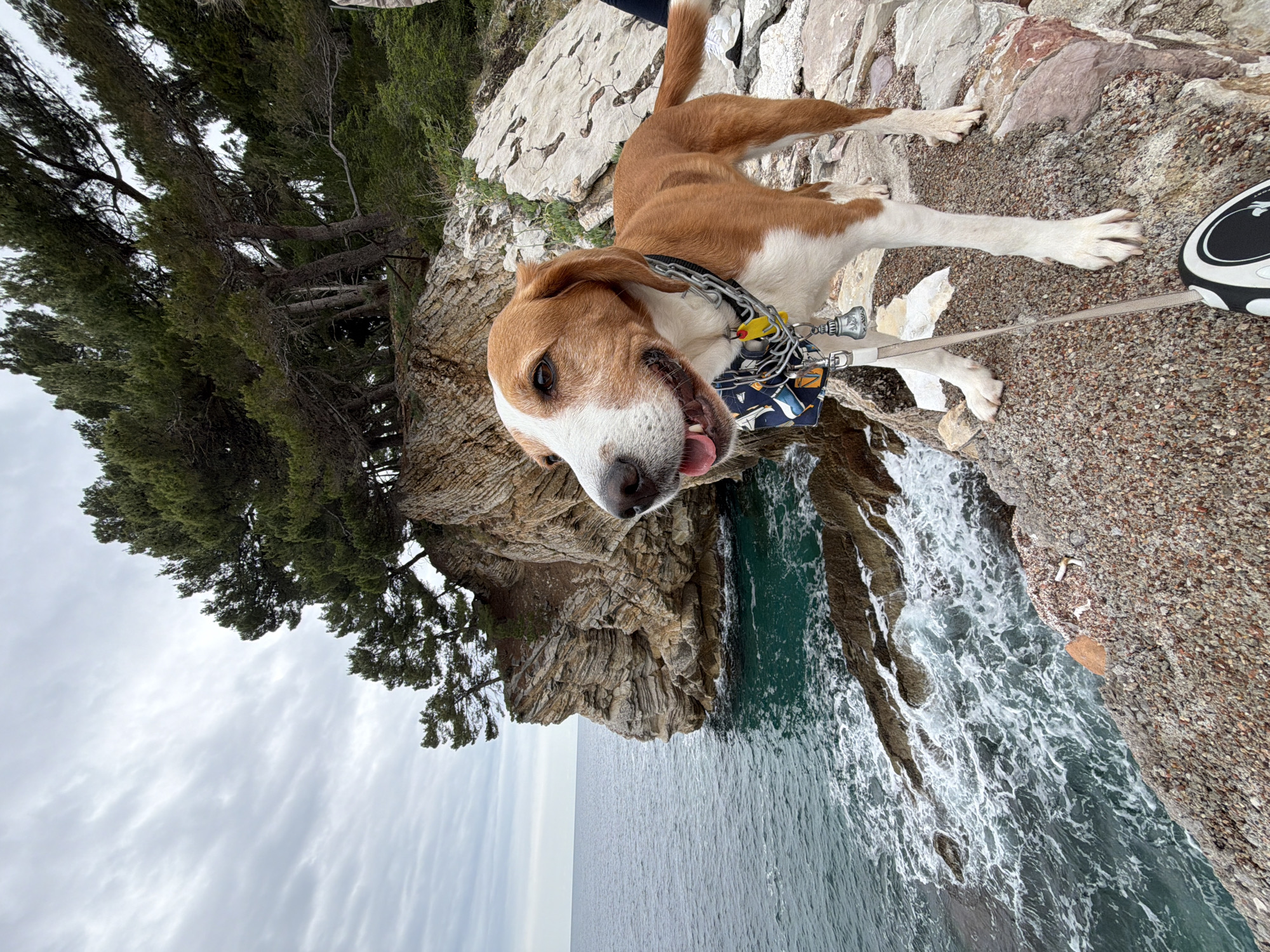 Morning coastal walk with dog captured in Petrovac, Montenegro