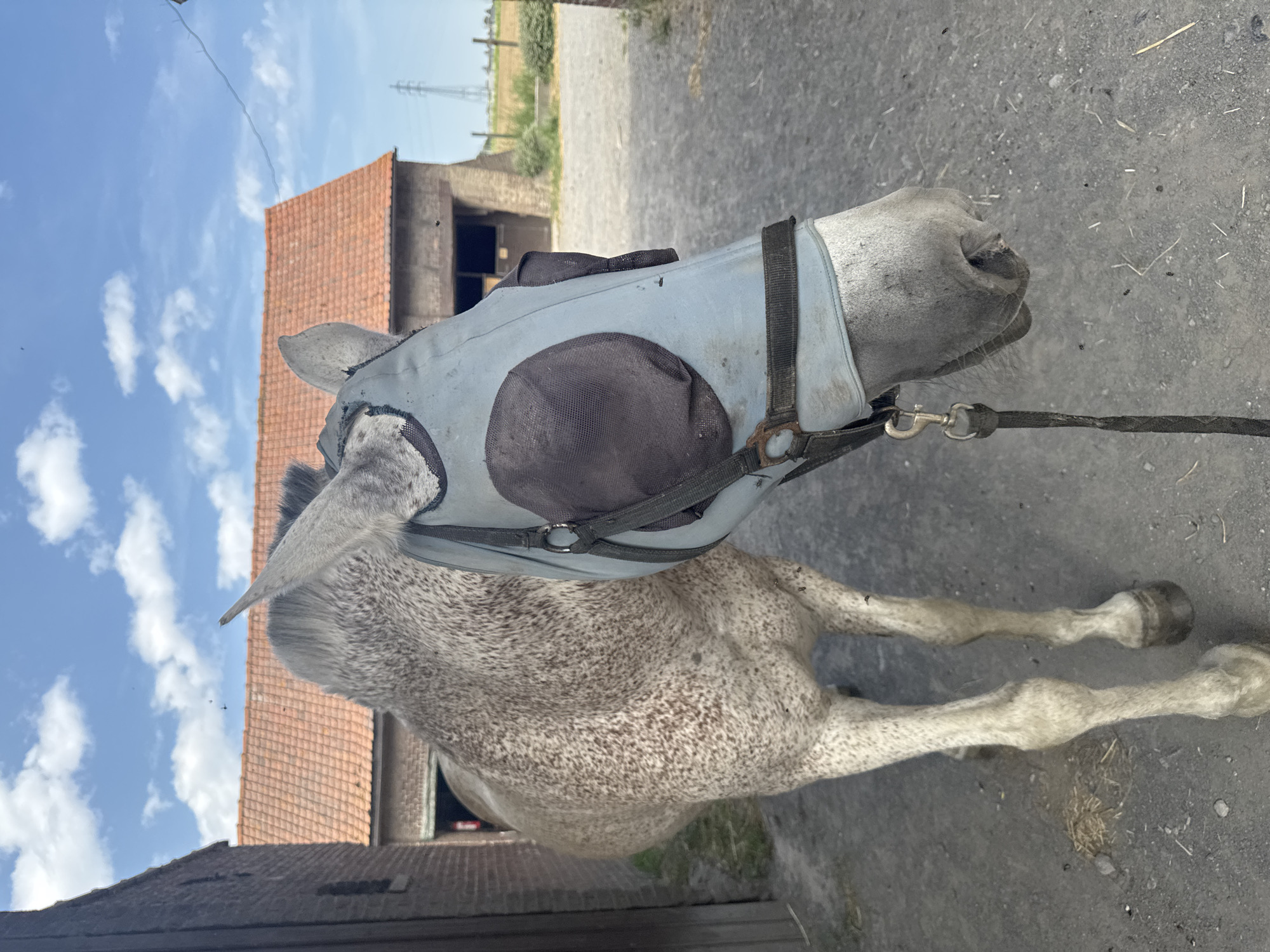 Dappled grey horse at a rural equestrian property in Estaimpuis