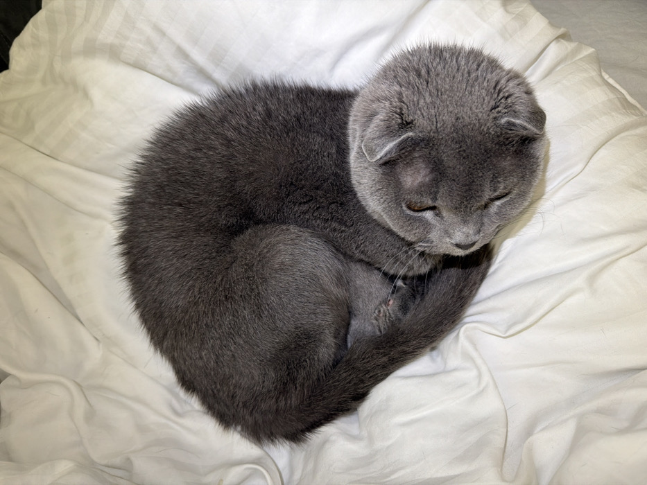 Gray cat with folded ears spotted indoors in Voronezh