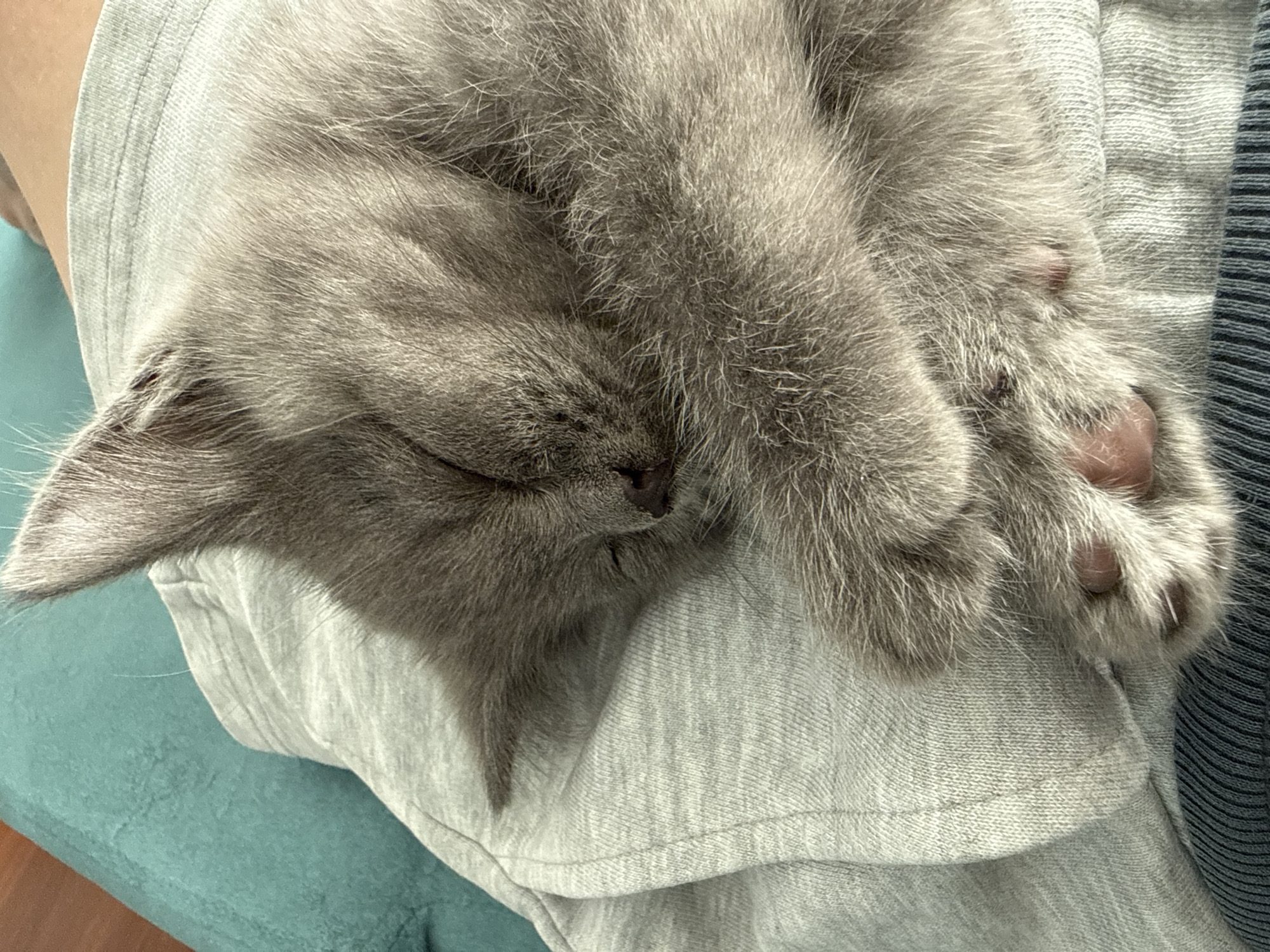 Grey kitten cycles through nap positions on laps and laundry