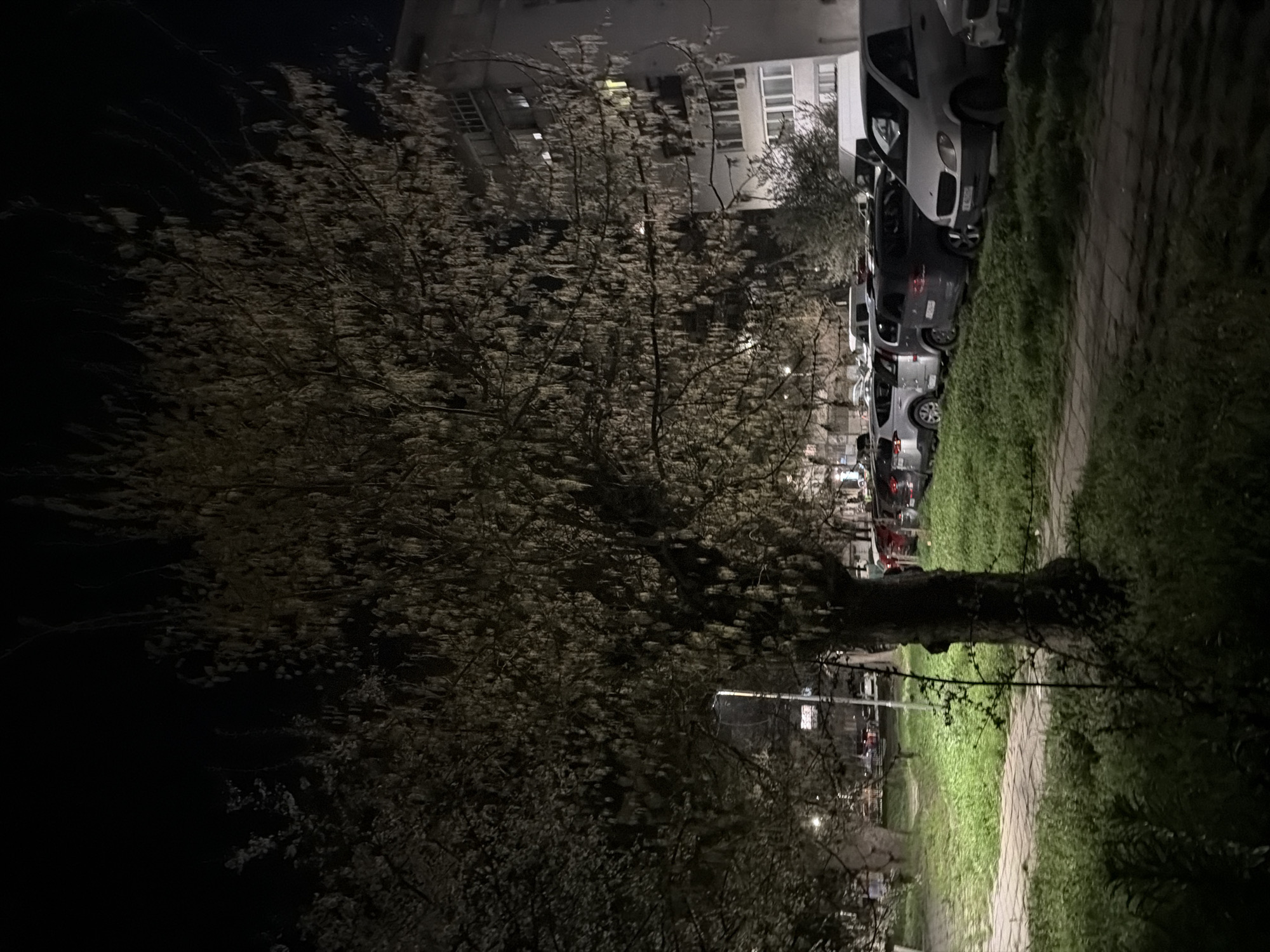 Blooming tree captured in nighttime Burgas street scene