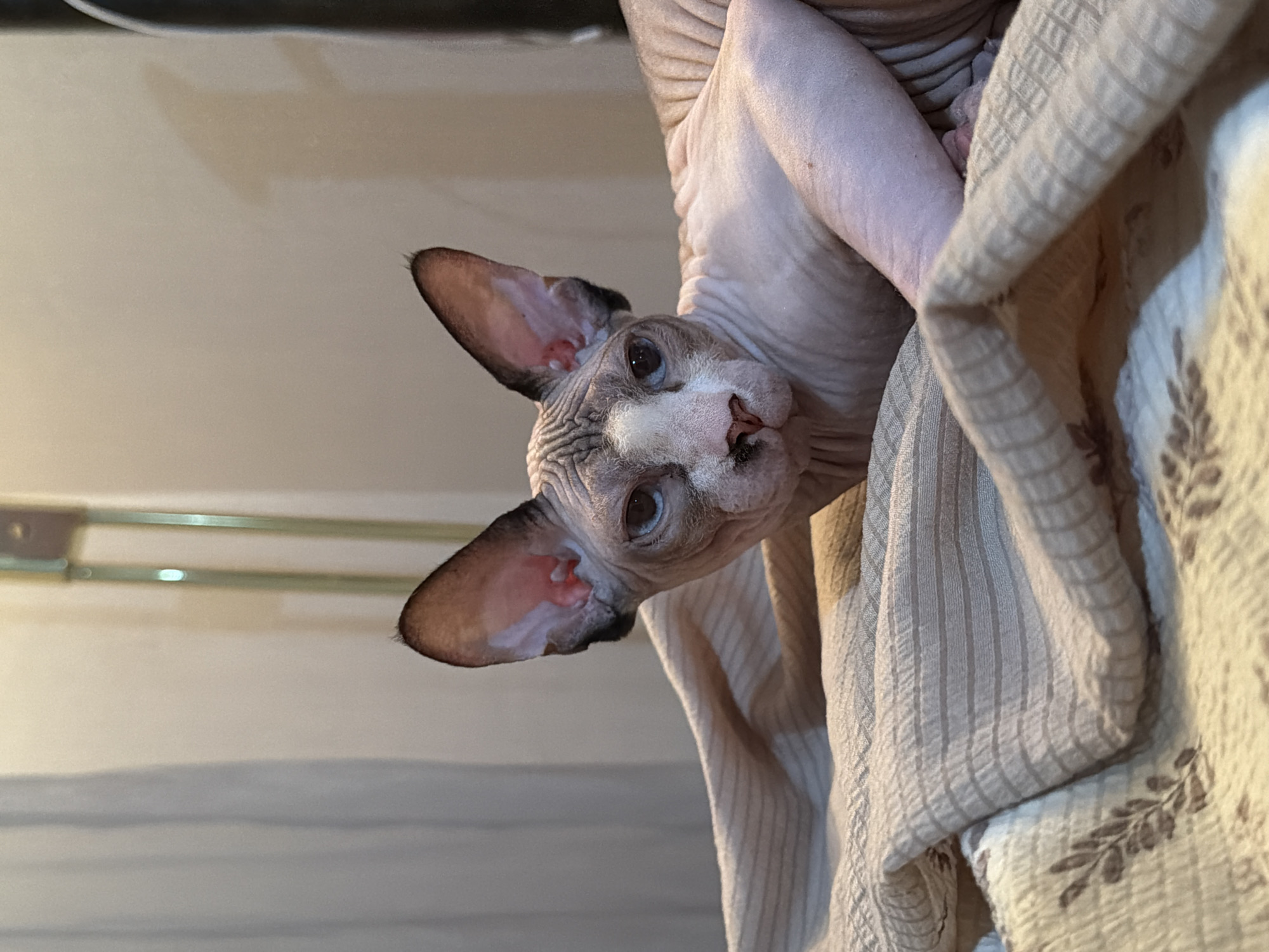 Sphynx cat relaxing on a bed in Odesa