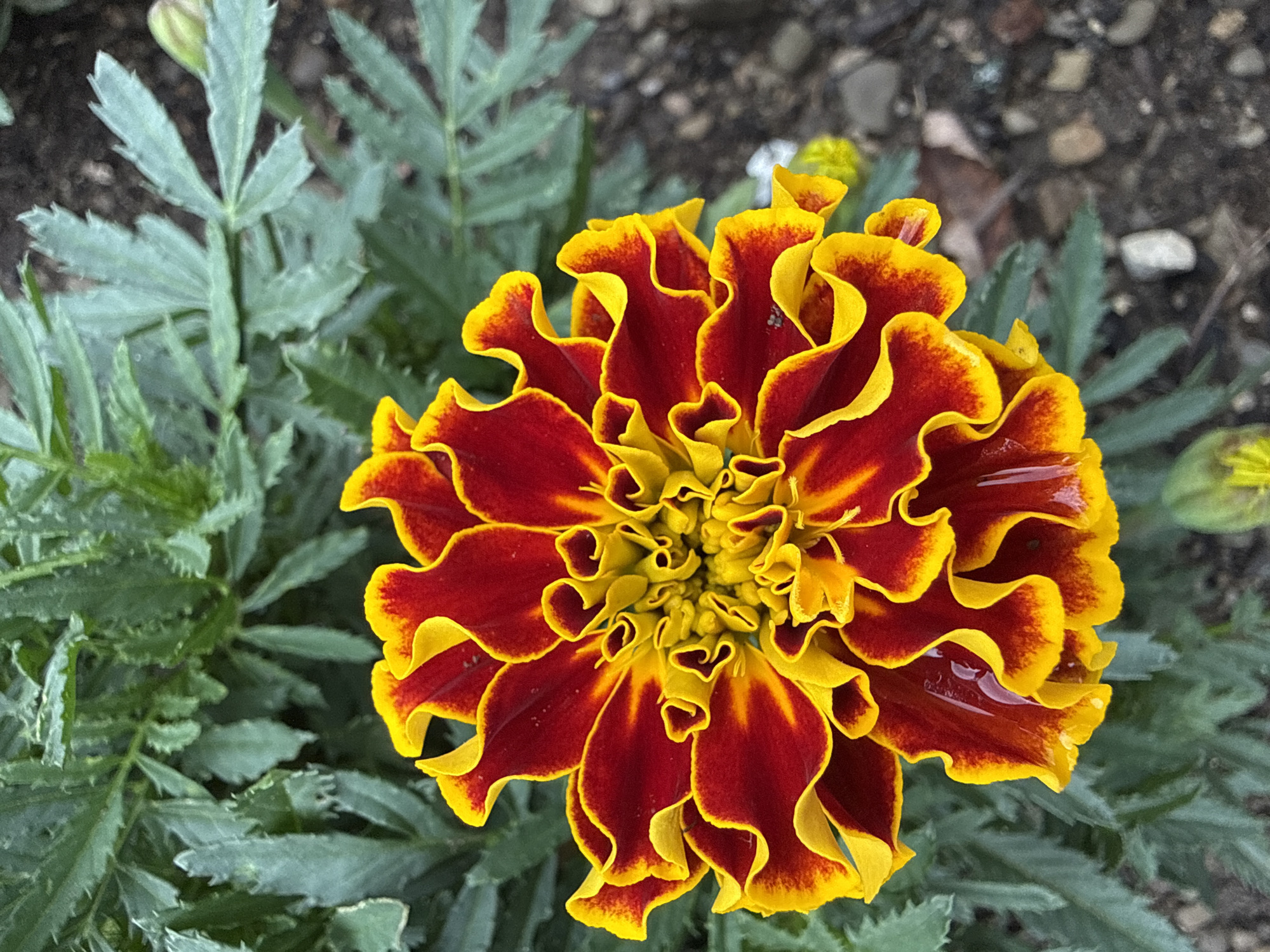 Backyard flowers in bloom, Fairview Township
