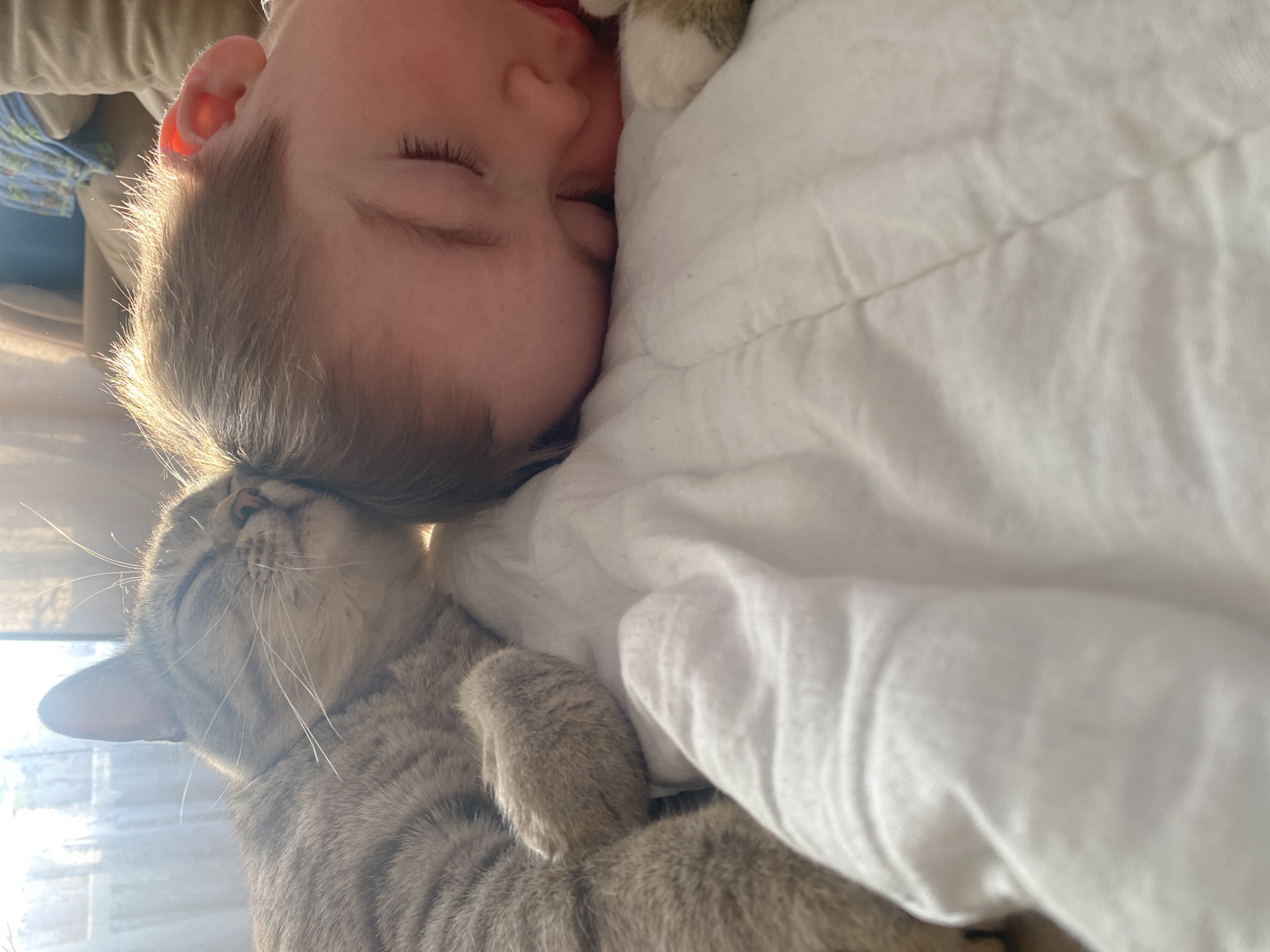 Child sleeps cuddling cats in Russian home