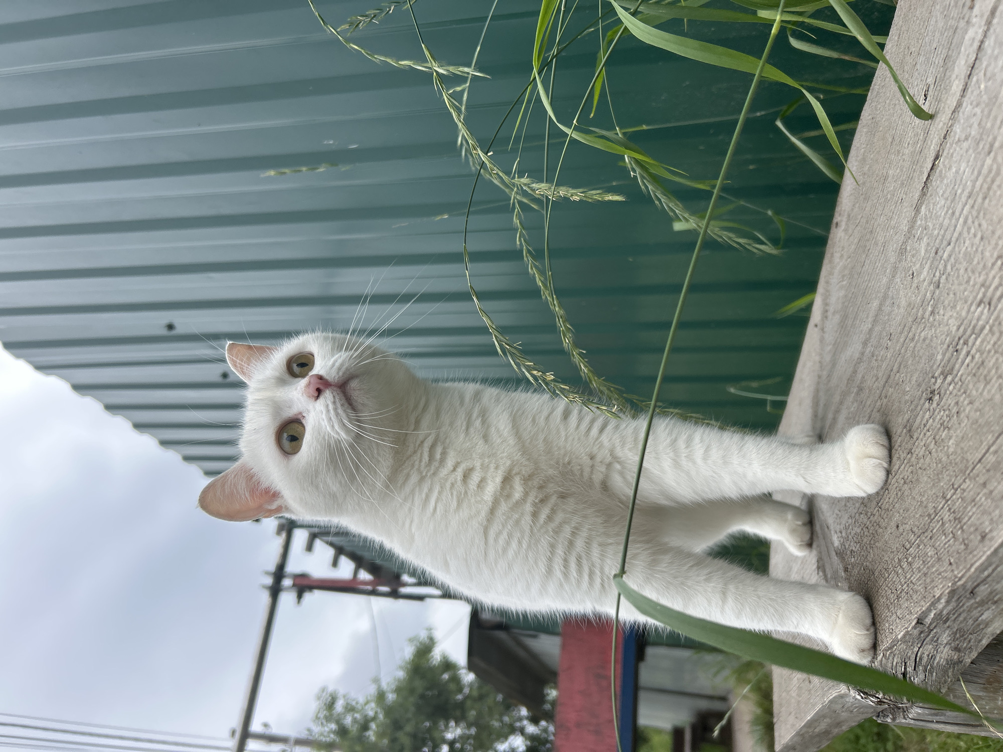 Lazy summer afternoon in Chaikovsky — daisies, a cat, and a swing