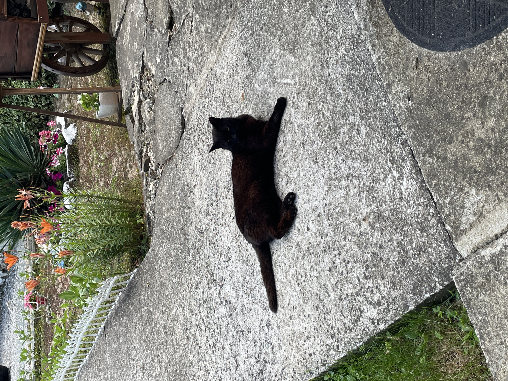 Cats and petunias on a quiet Slivnitsa morning