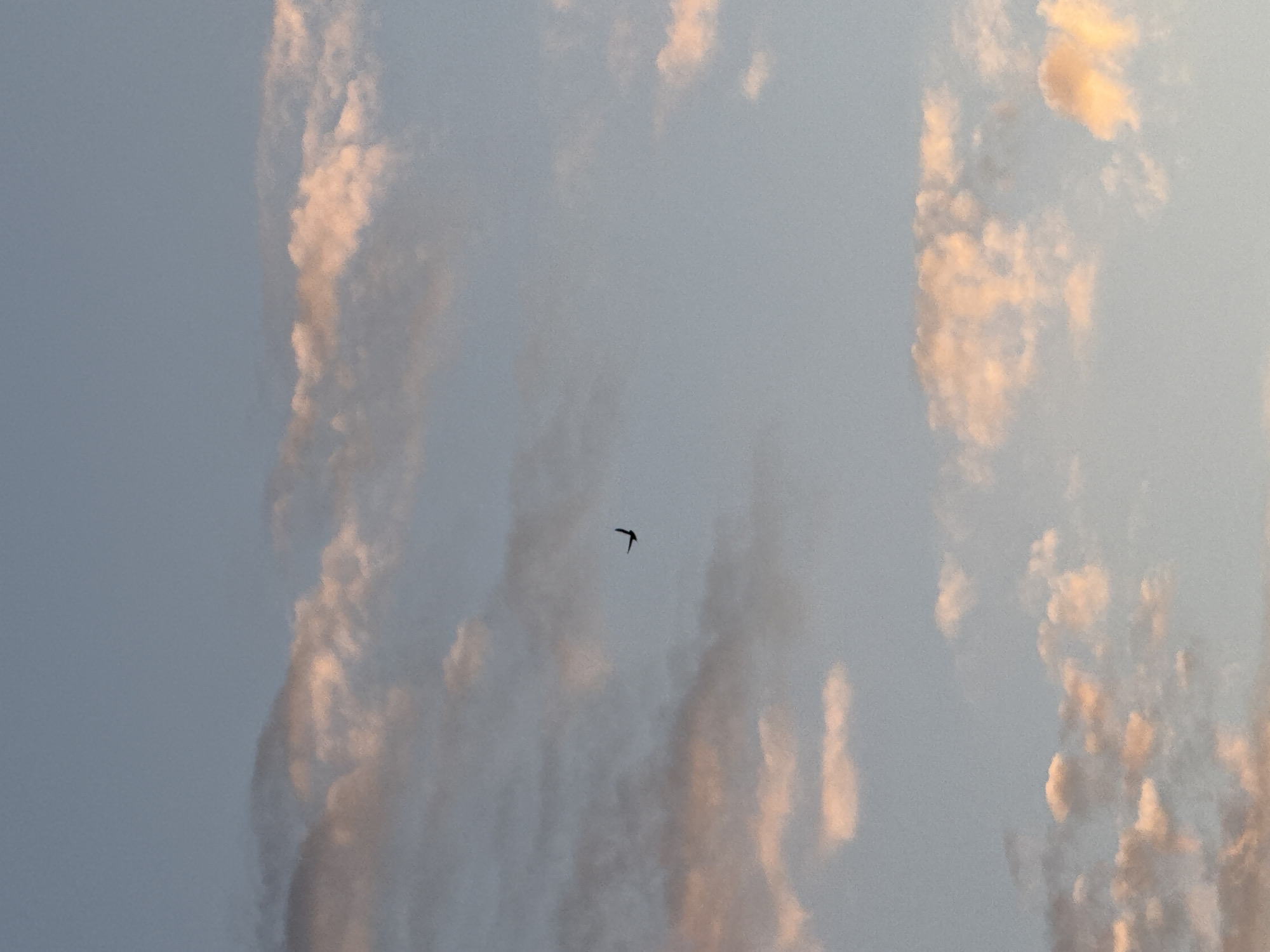 Birds observed flying during sunset in Мокино, Russia