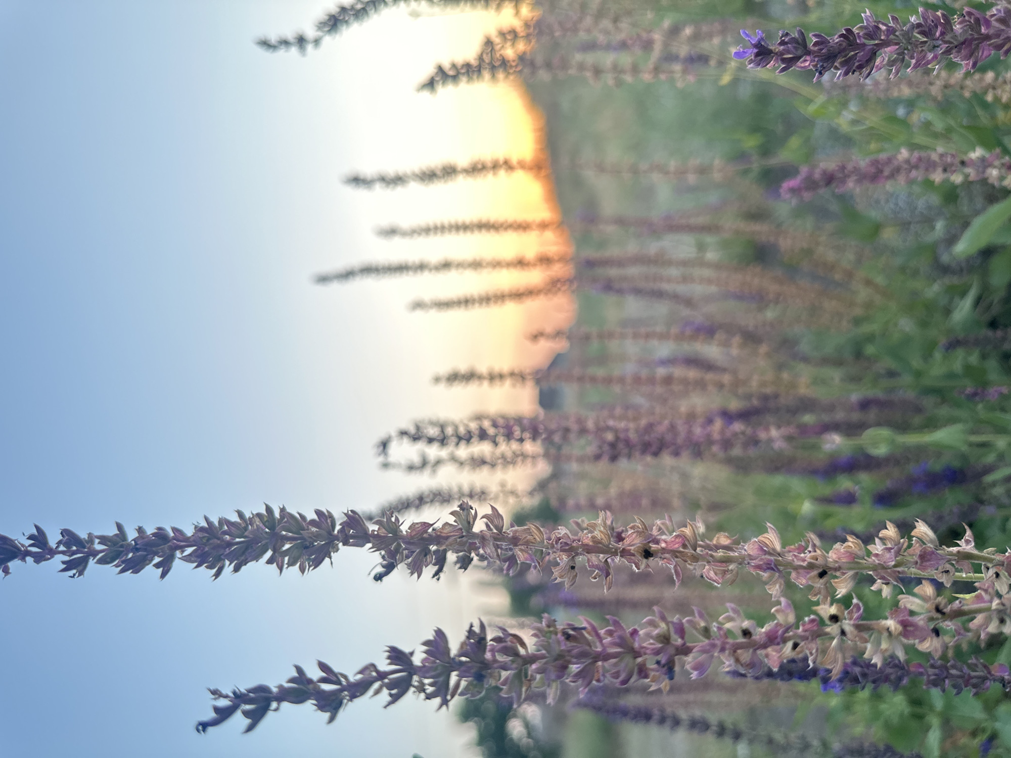 Sunset stroll through a Kazakh village: flowers, sky, and farm animals