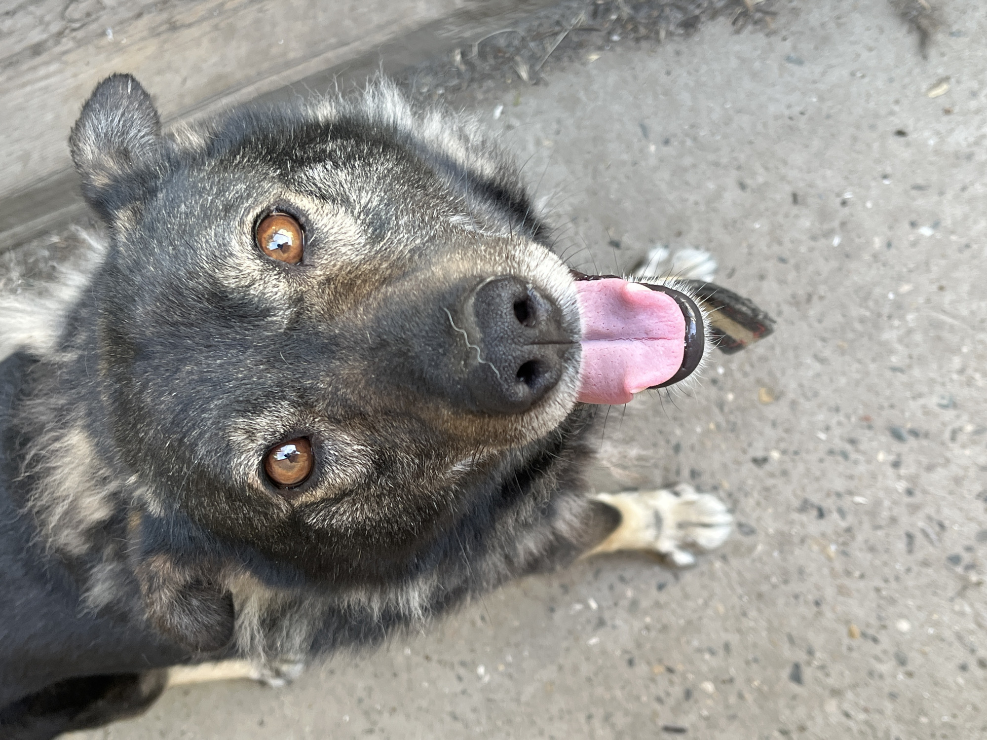 Summer backyard scenes with pets and gardening in Russia