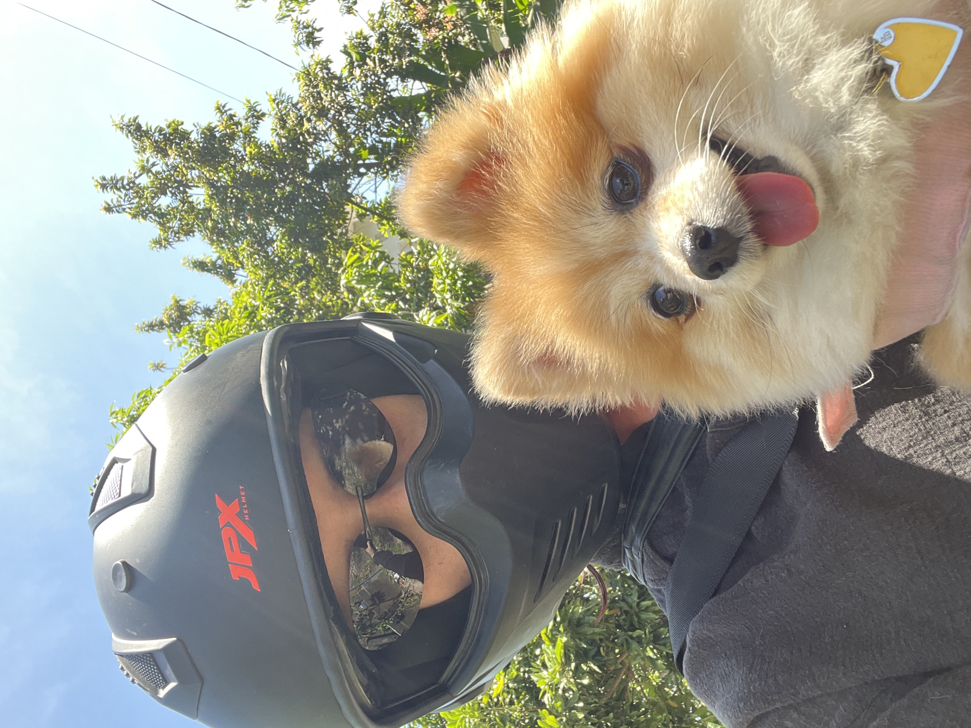 Motorcyclist travels with Pomeranian companion in Kuta Selatan