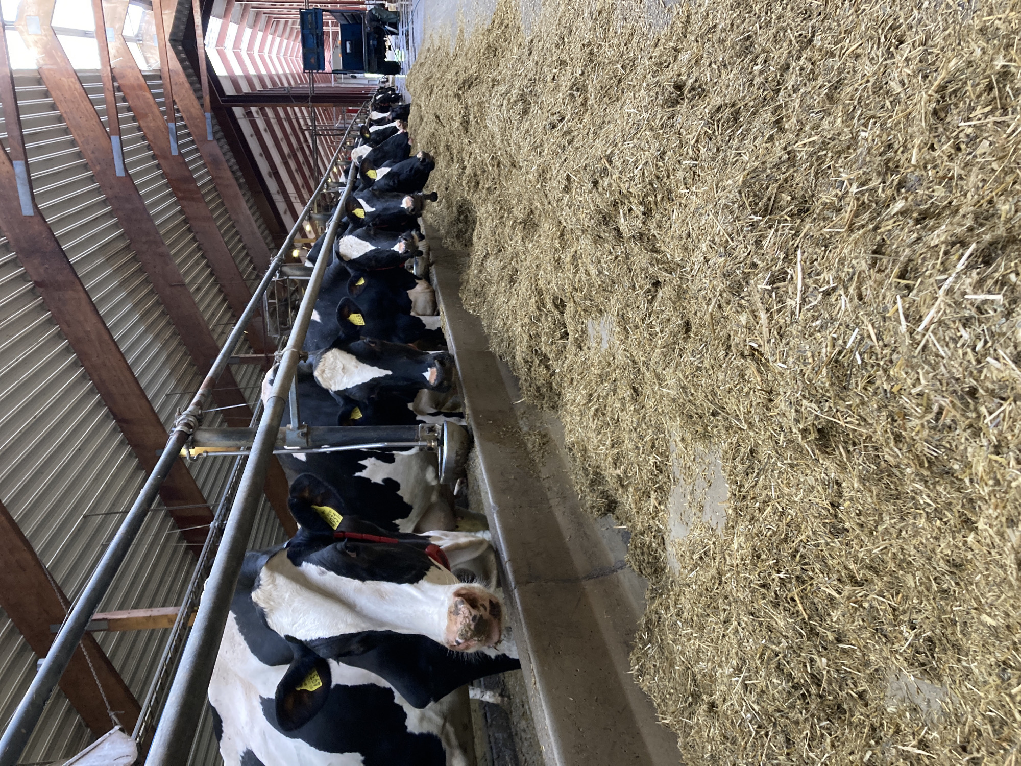 Dairy farm operations documented in Kalmar, Sweden barn