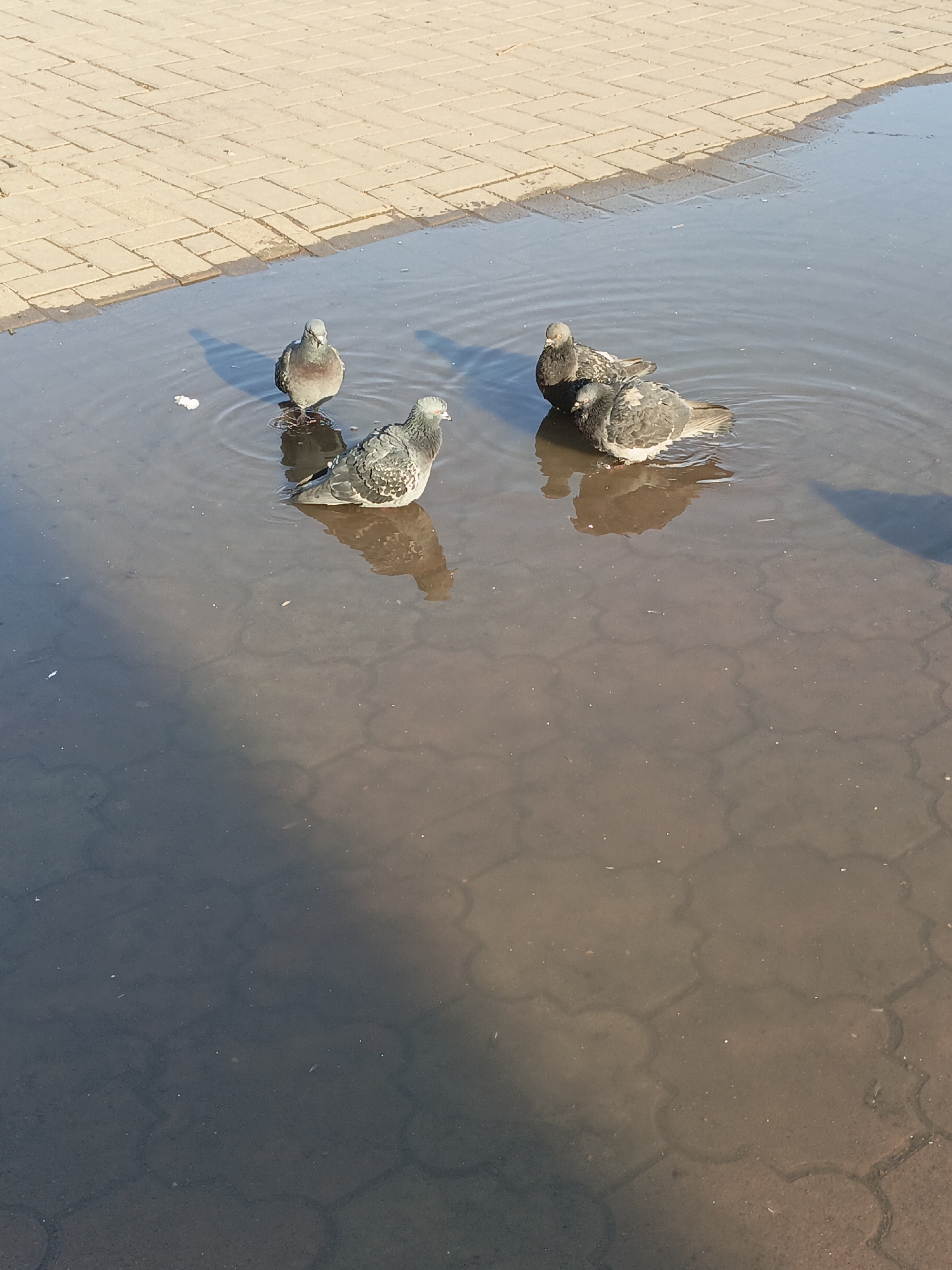 Four pigeons gather in large puddle on Ufa pavement