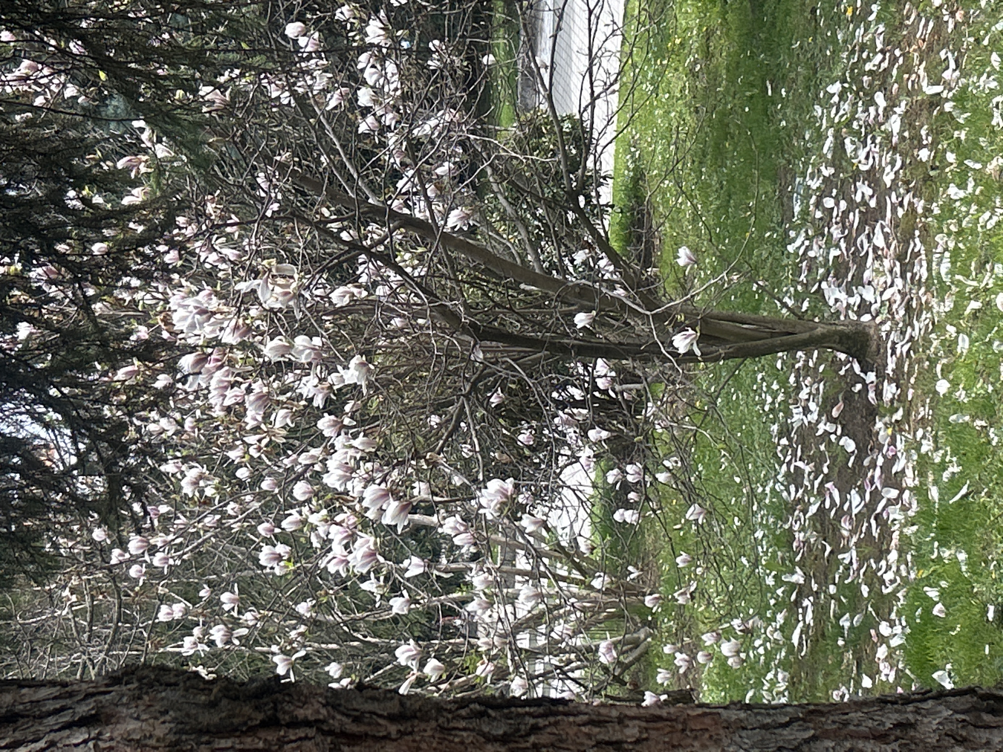 Spring morning scenes captured in historic Veliko Tarnovo