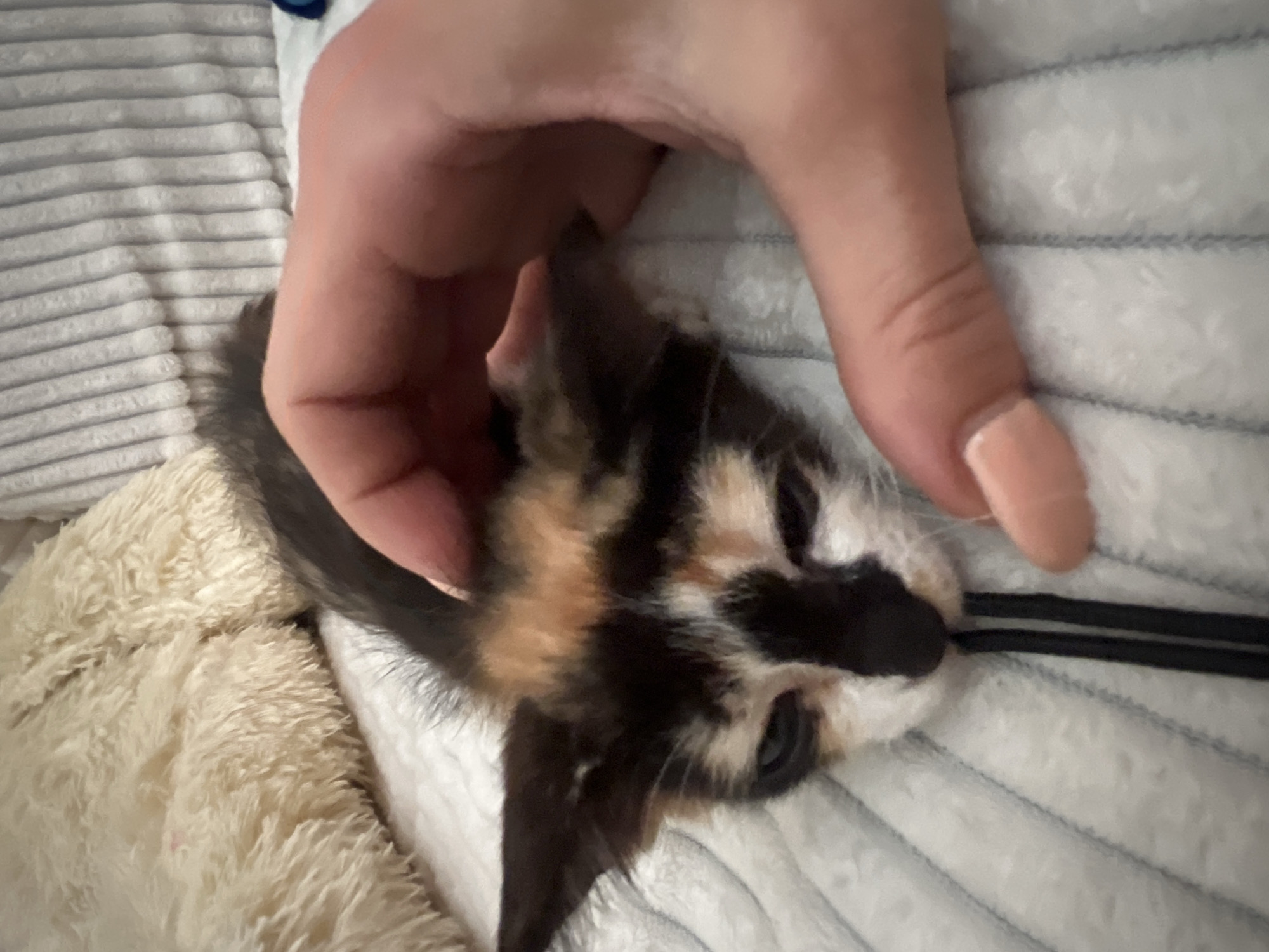 Person gently pets tri-colored kitten on soft bedding in Kuta