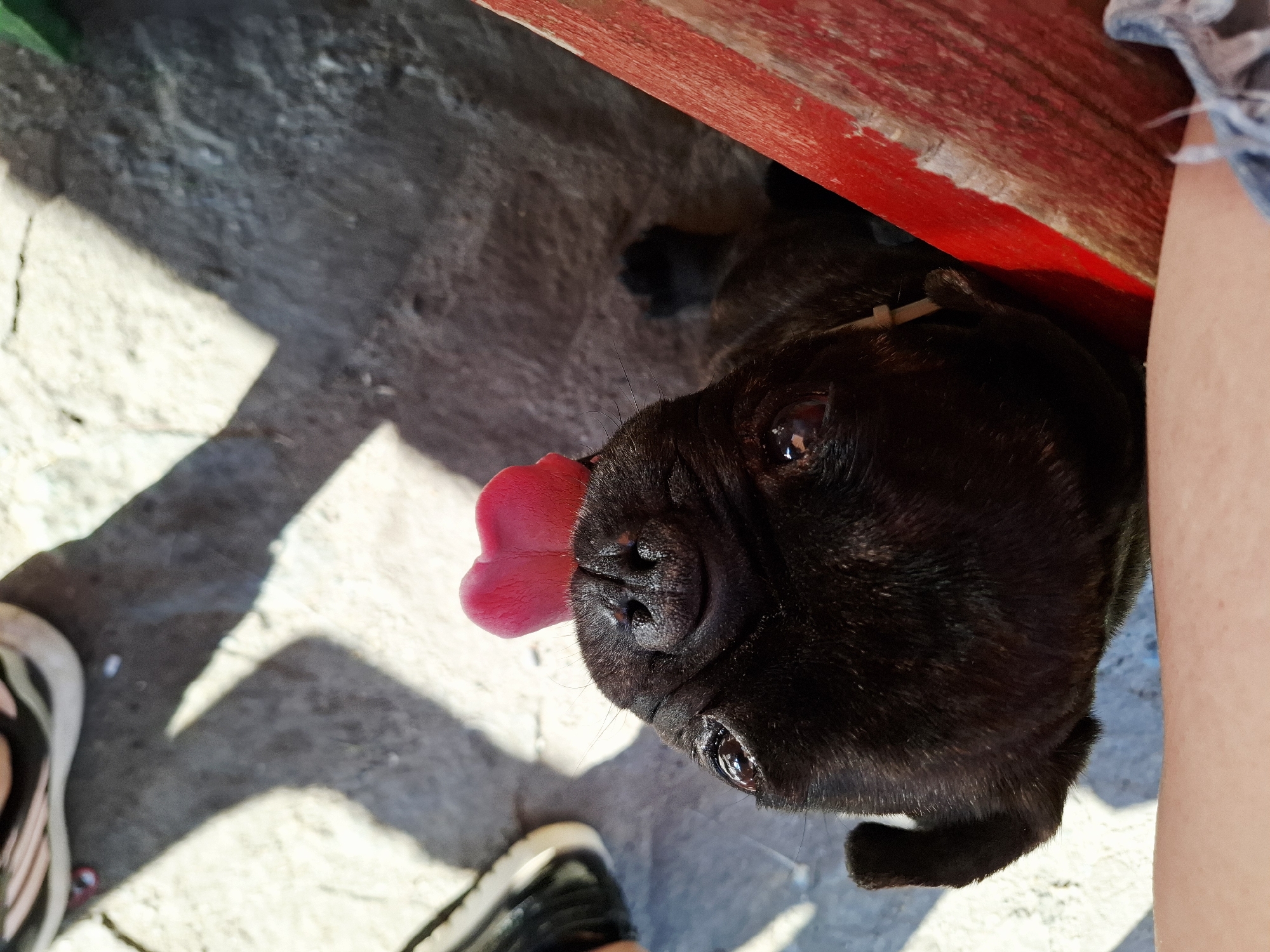 Pug and dessert spotted at Bulgarian cafe