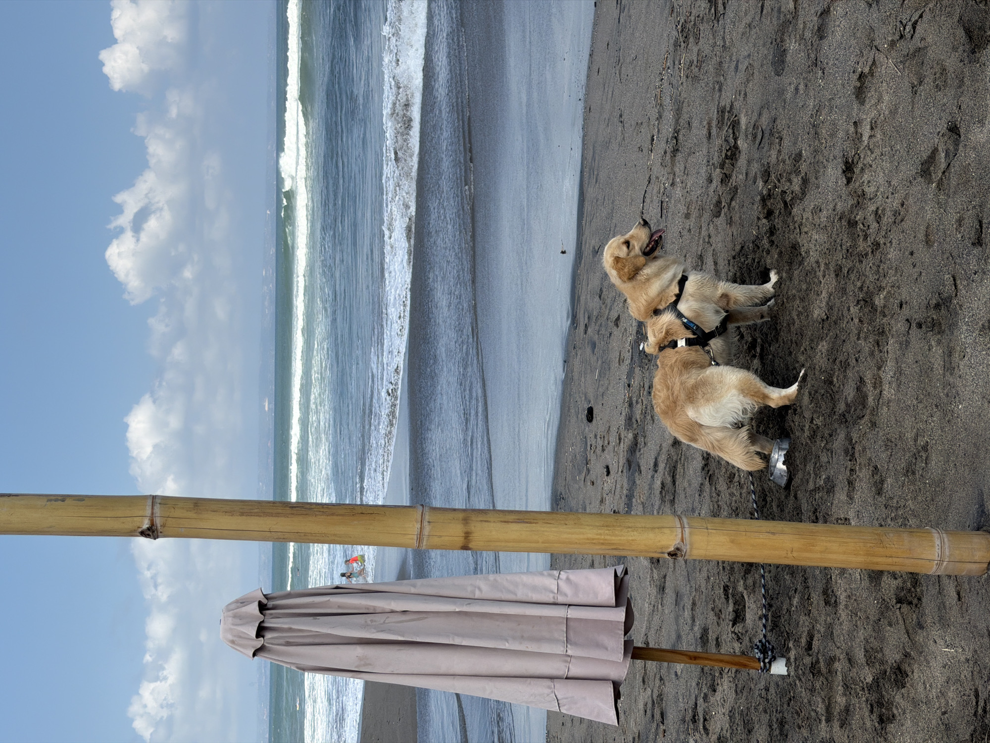 Lazy beach club morning with dogs, umbrellas, and ocean views.