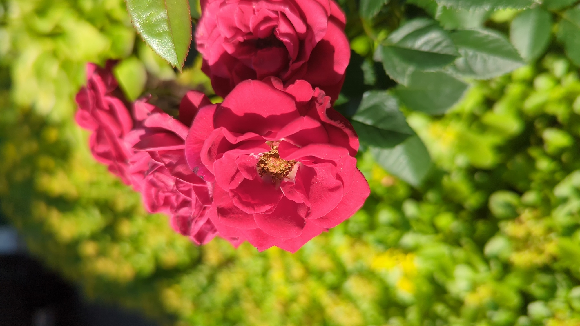 Summer flowers in close-up detail, Montreal garden