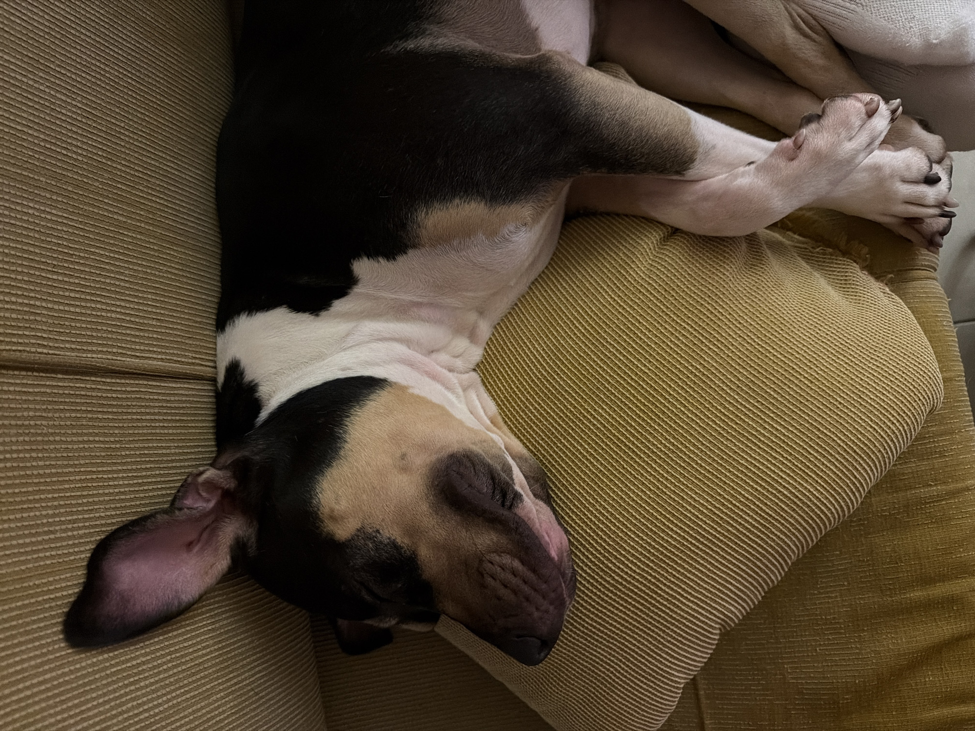 Tel Aviv pup resting on the couch, apparently not feeling well
