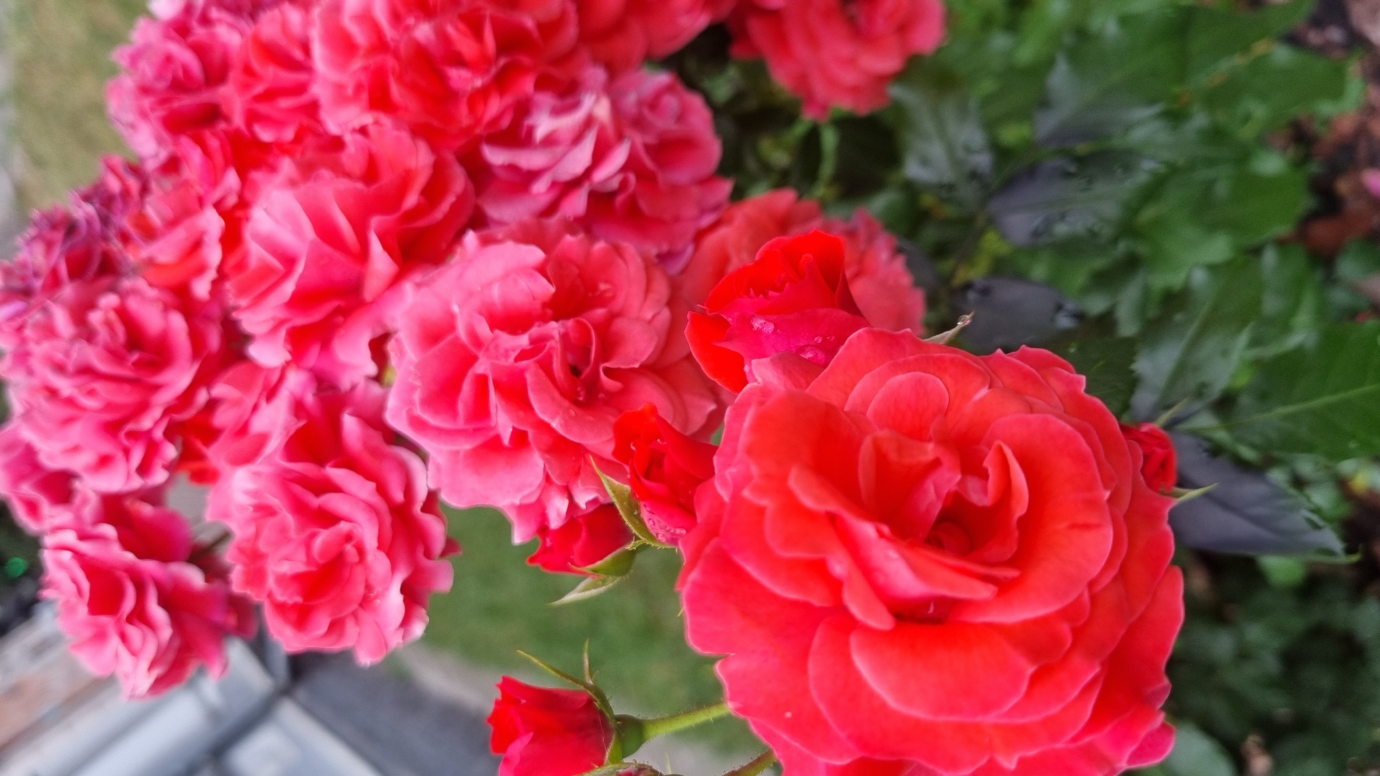Medieval armor and fresh roses on display in Smila