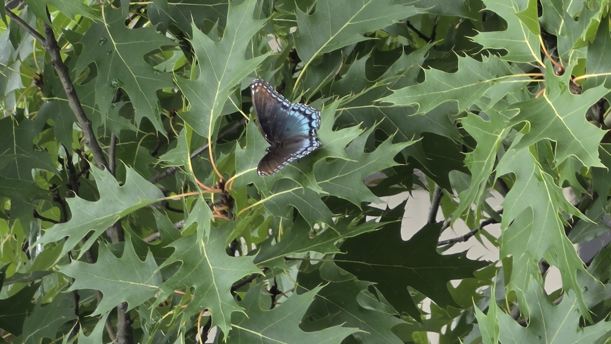 Butterflies, a new smartwatch, and a home workout in Elgin