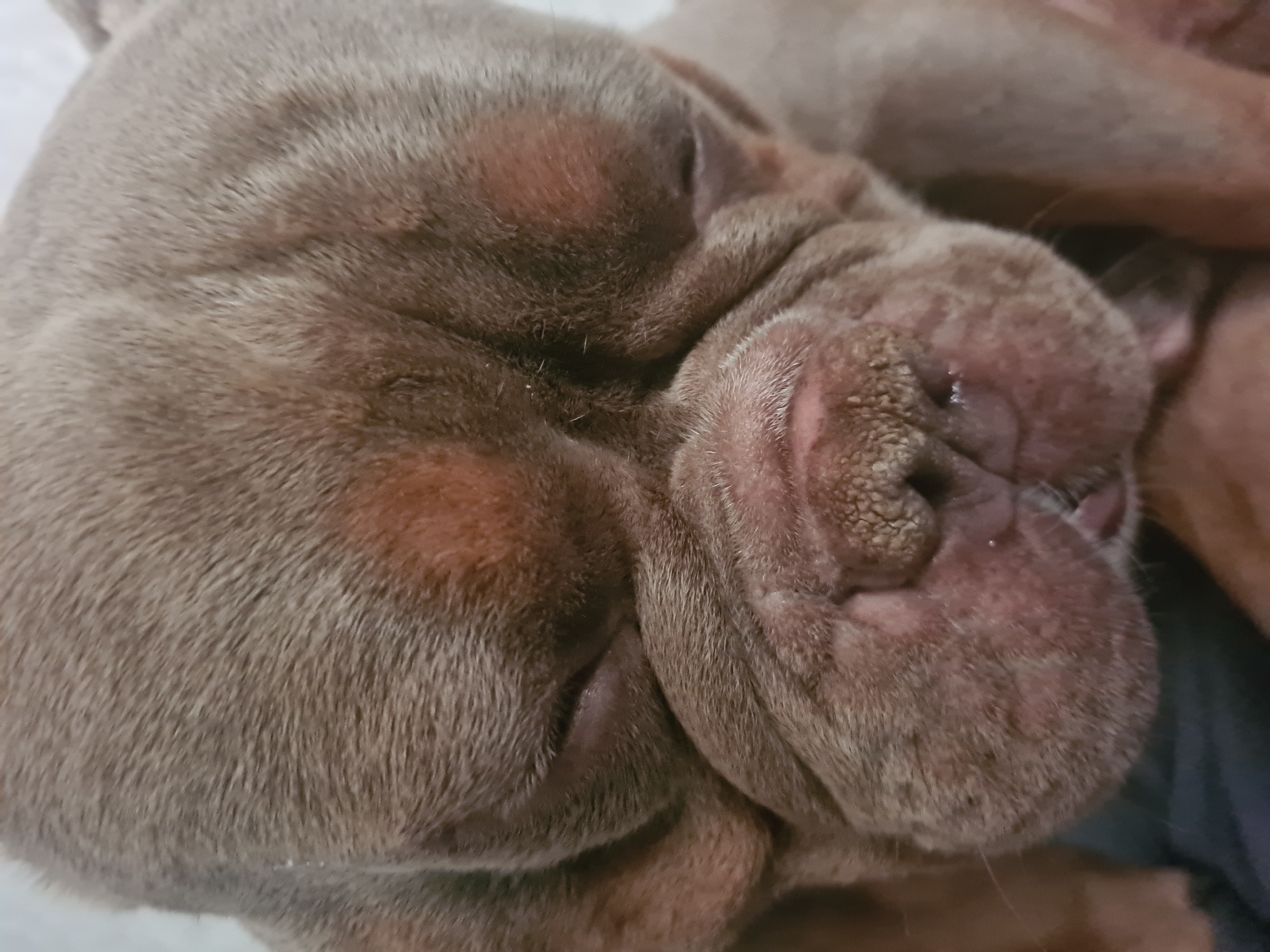 Wrinkly dogs napping and lounging in cozy close-ups