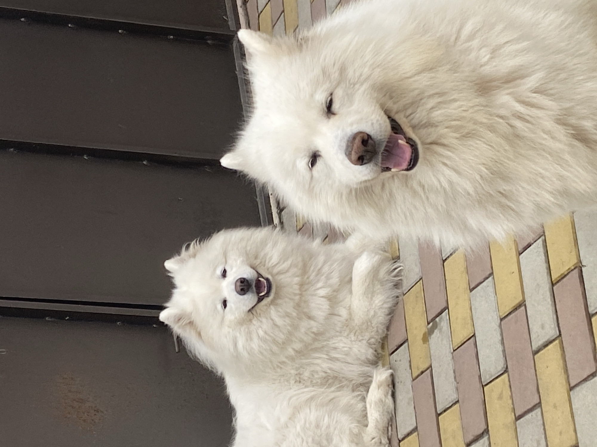 Two Samoyeds chilling on a brick walkway outside