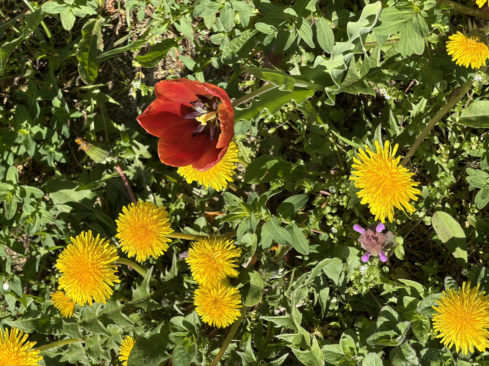 Luxembourg resident documents spring morning routine with flowers, coffee, lunch
