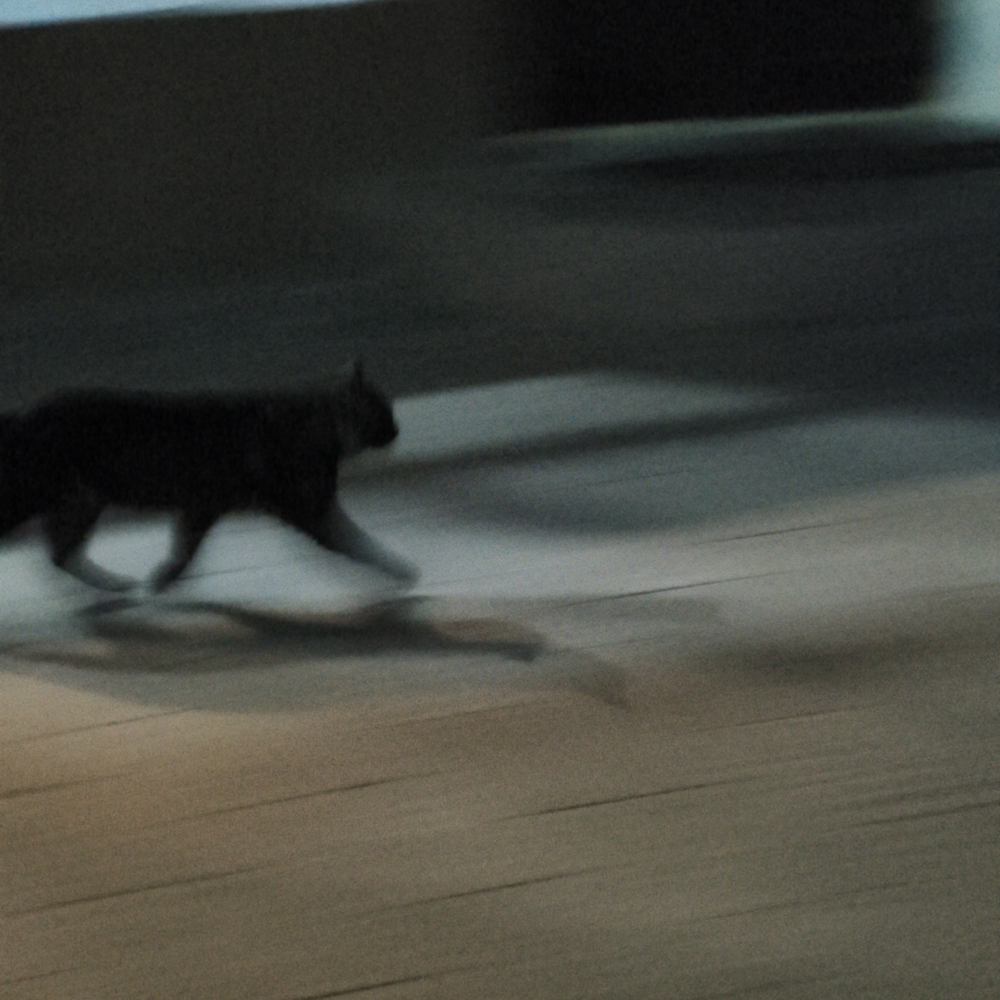 Cat photography and film supplies documented in Hrodna