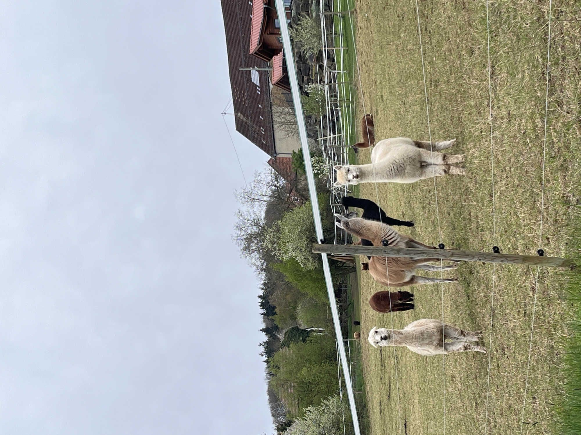 Family enjoys lunch and animal viewing in Bisterschied