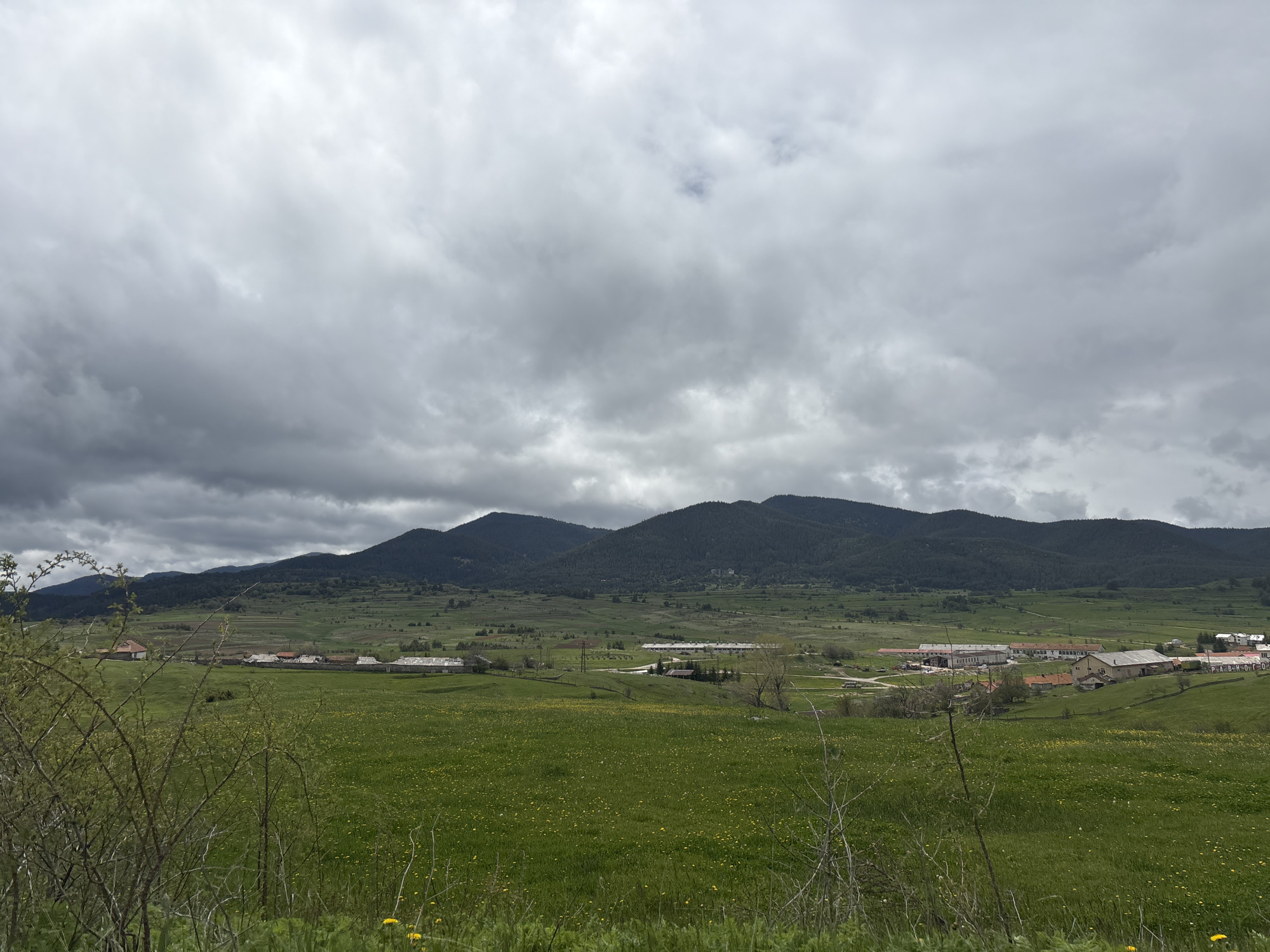 Spring wildflowers spotted in Bulgarian countryside field