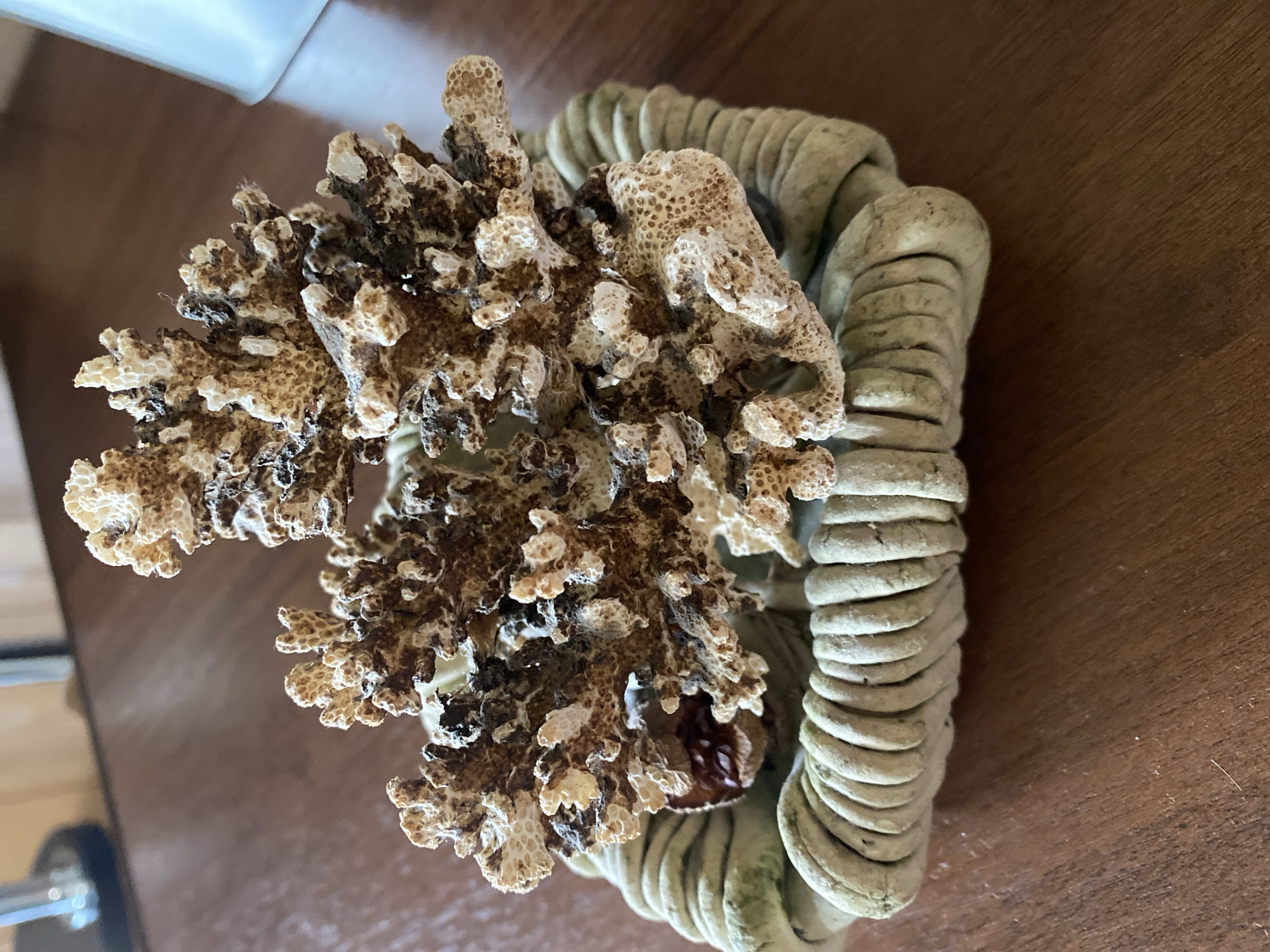 Decorative ceramics and curiosities arranged on wooden surfaces in Russia
