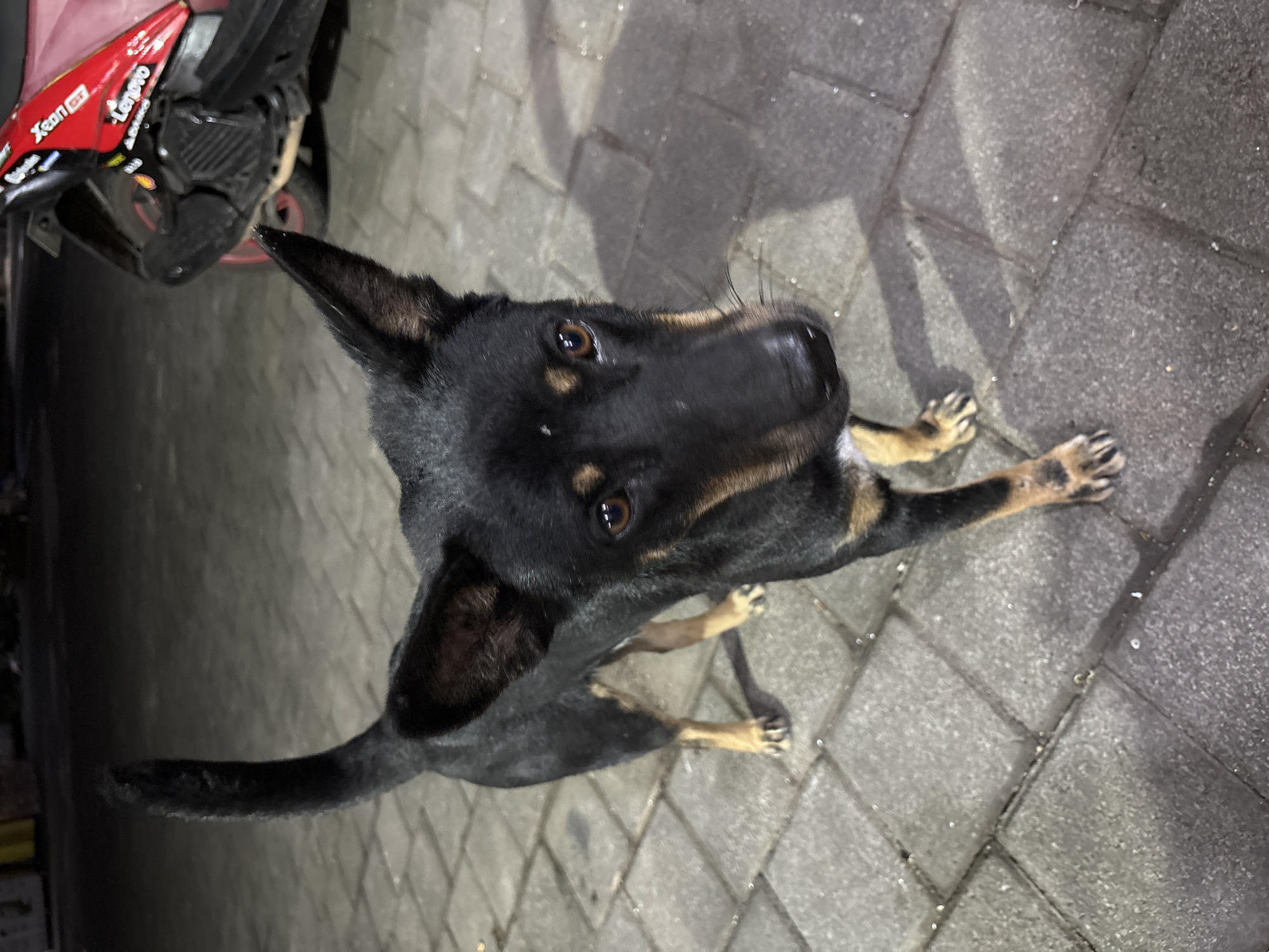 Relaxed street dog near a night food stall in Kuta Selatan