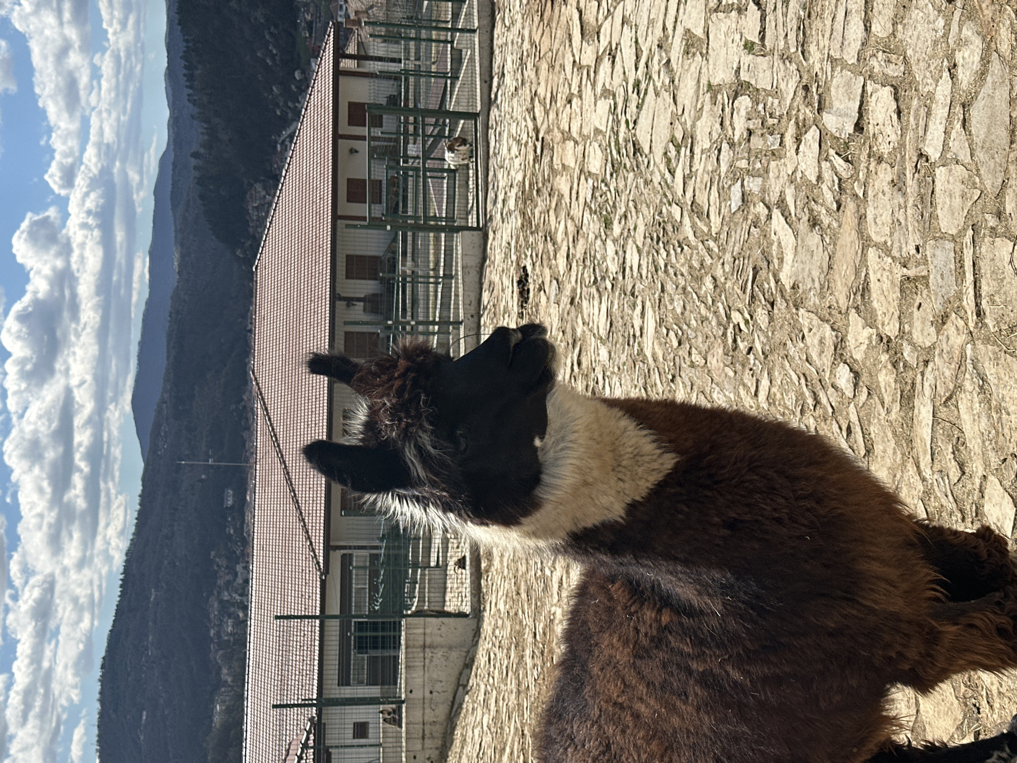 Farm animals and beetles observed in Bulgarian towns