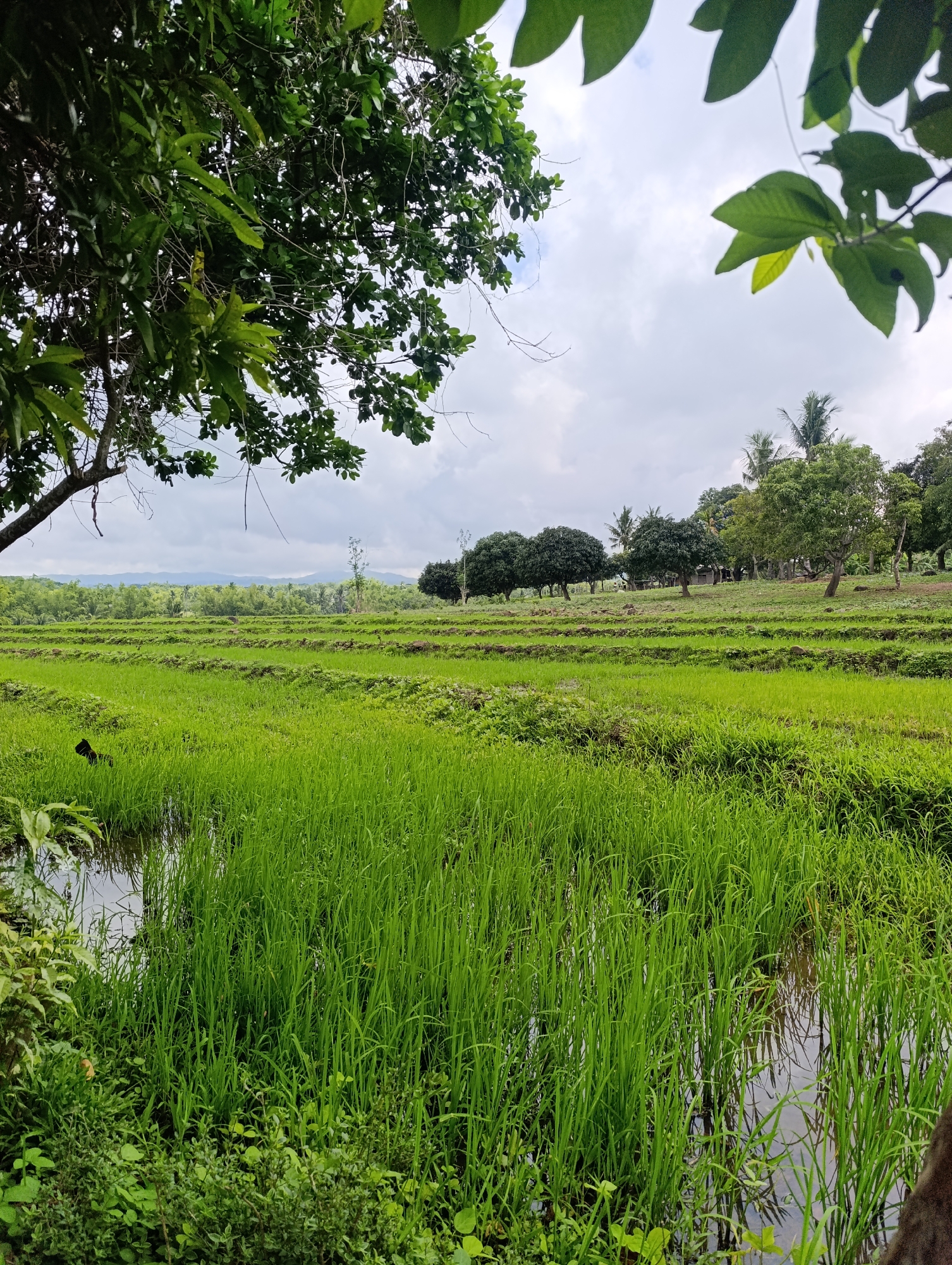 Exploring a tropical farm: rice, taro, and irrigation channels