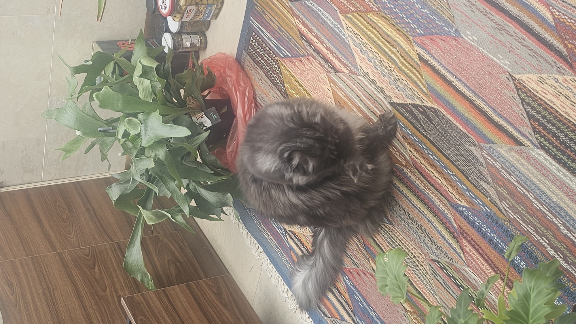 Gray cat rests on colorful rug indoors in Bistritsa