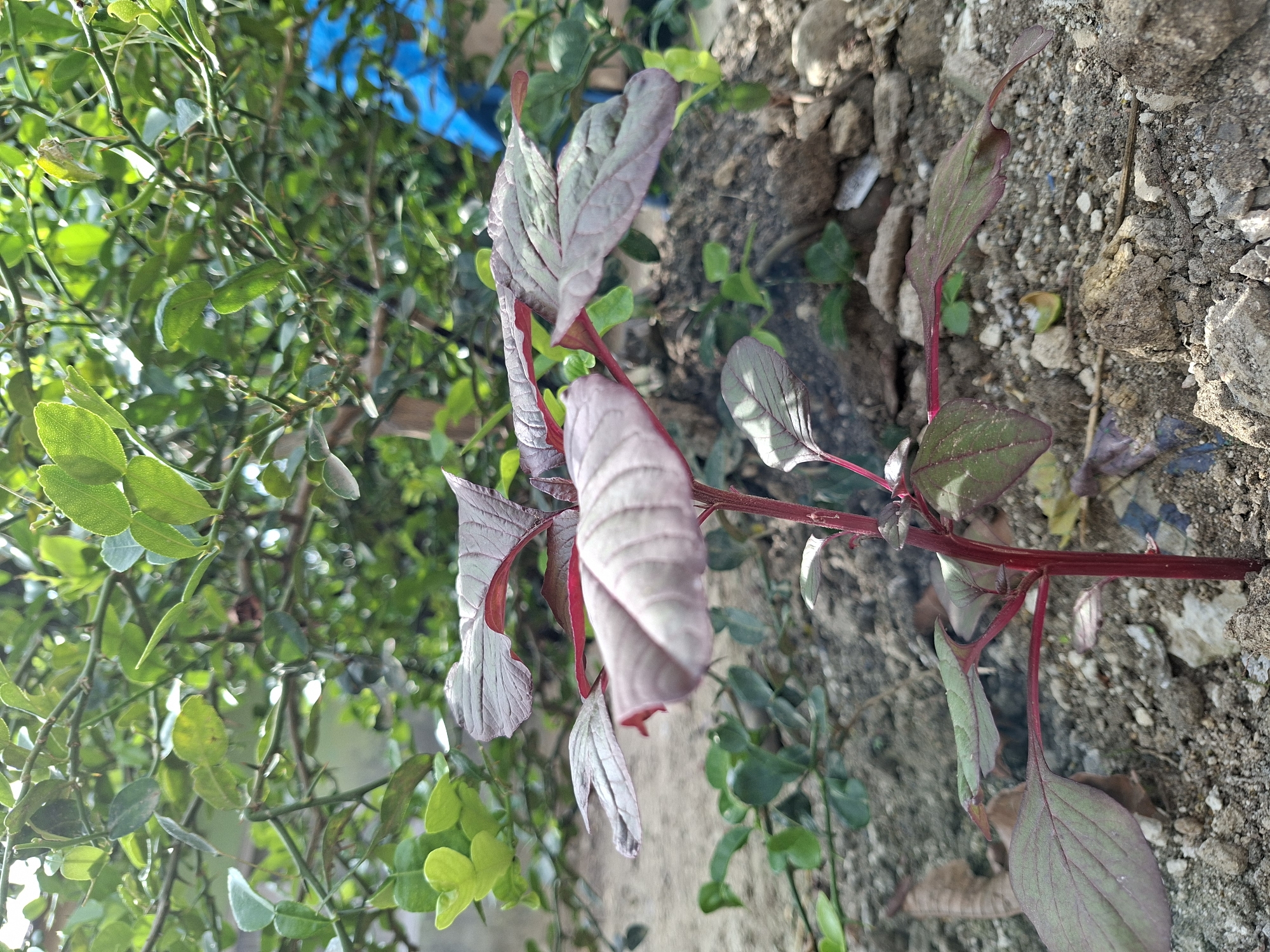 Morning botanical observations recorded in Indonesian villages