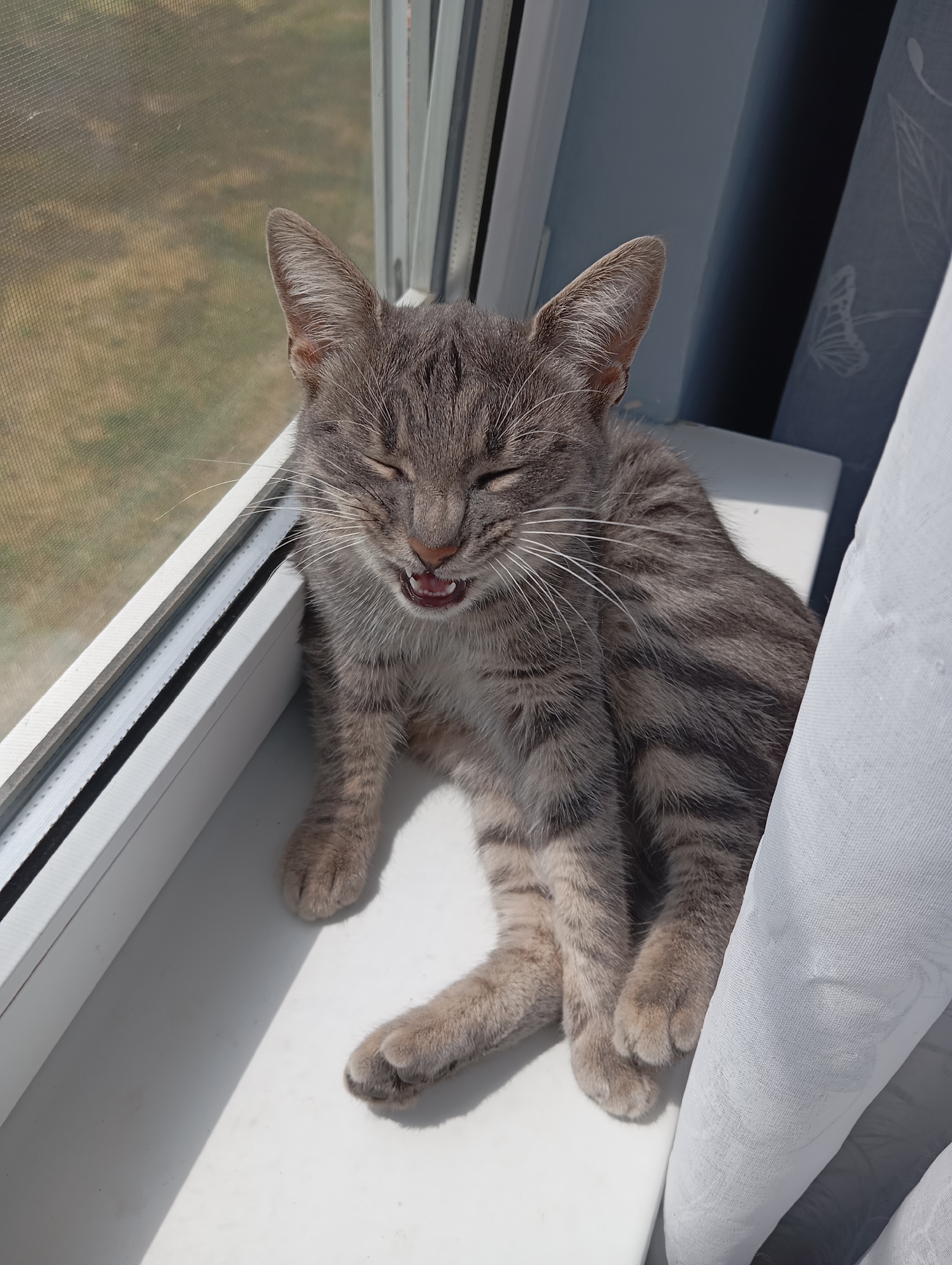 Cats observed in typical domestic behaviors in Baksan residence